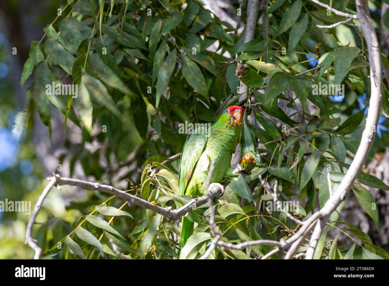 Red crowned parrots eating pecans in Los Angeles Stock Photo Alamy