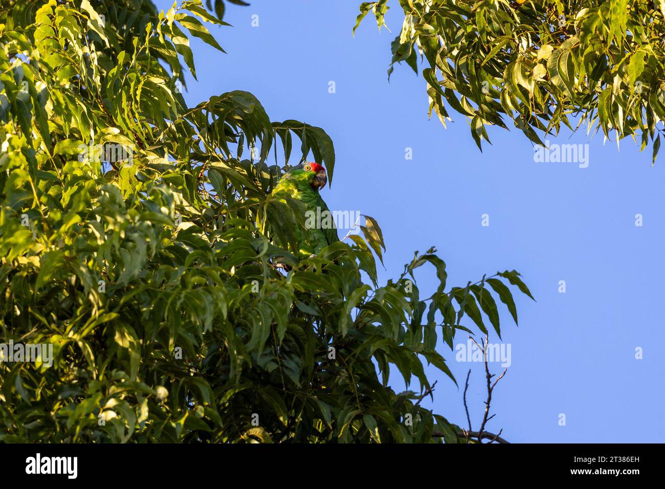 Red crowned parrots eating pecans in Los Angeles Stock Photo Alamy