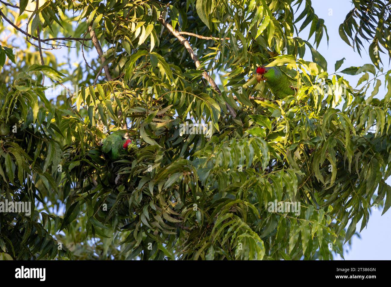 Red crowned parrots eating pecans in Los Angeles Stock Photo Alamy