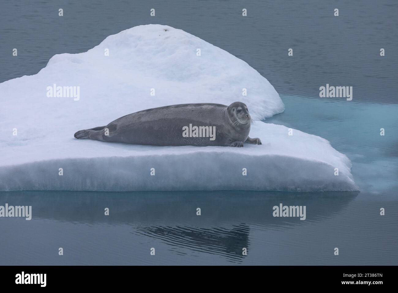 Bearded Seal on ice floe Stock Photo