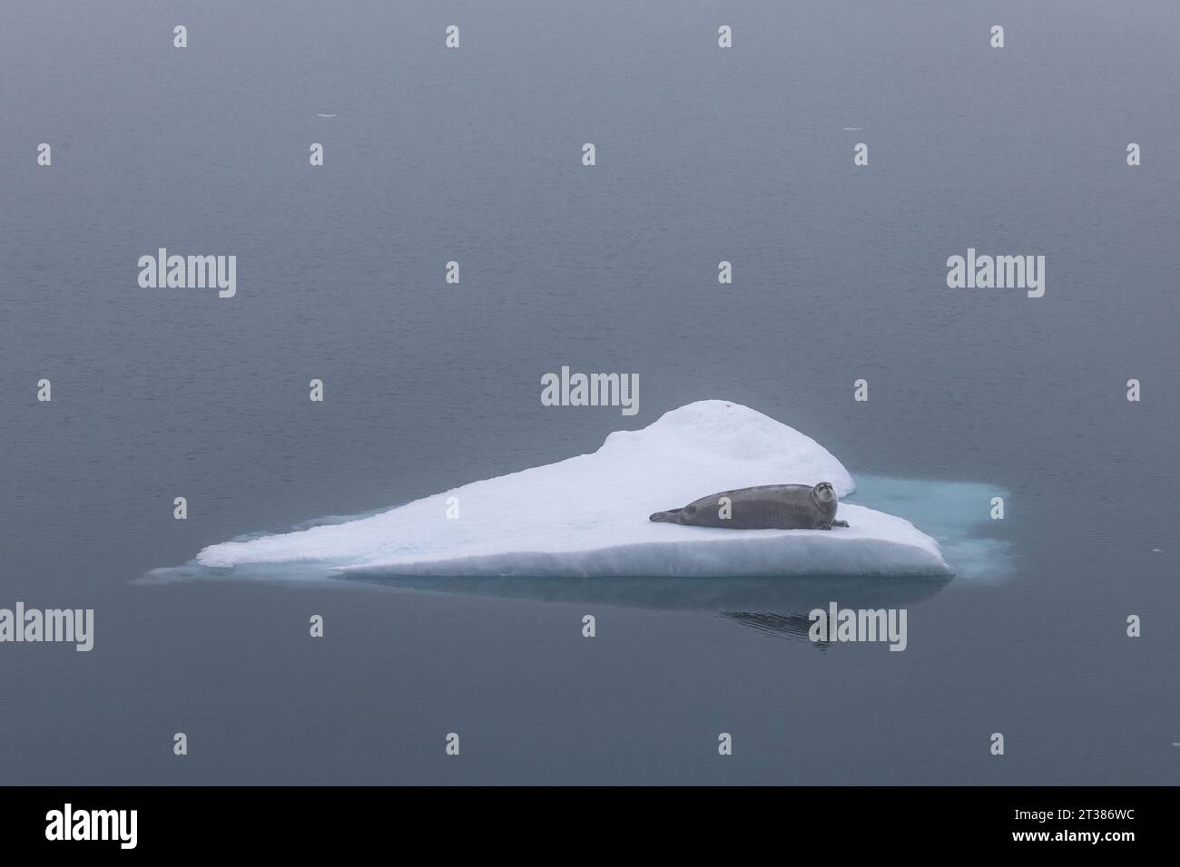 Bearded Seal on ice floe Stock Photo