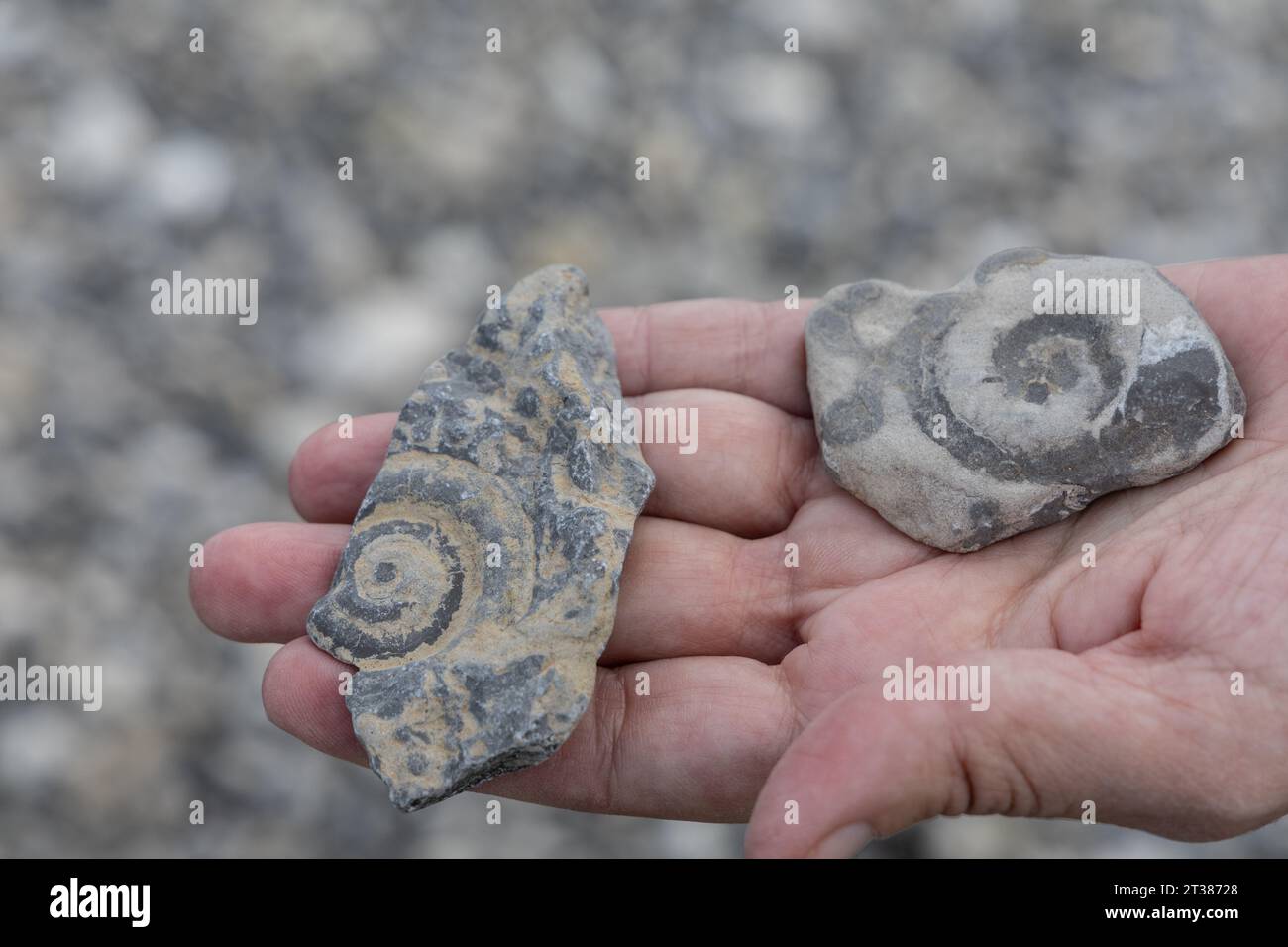Fossils found on Ellesmere Island in the Canadian high arctic Stock Photo