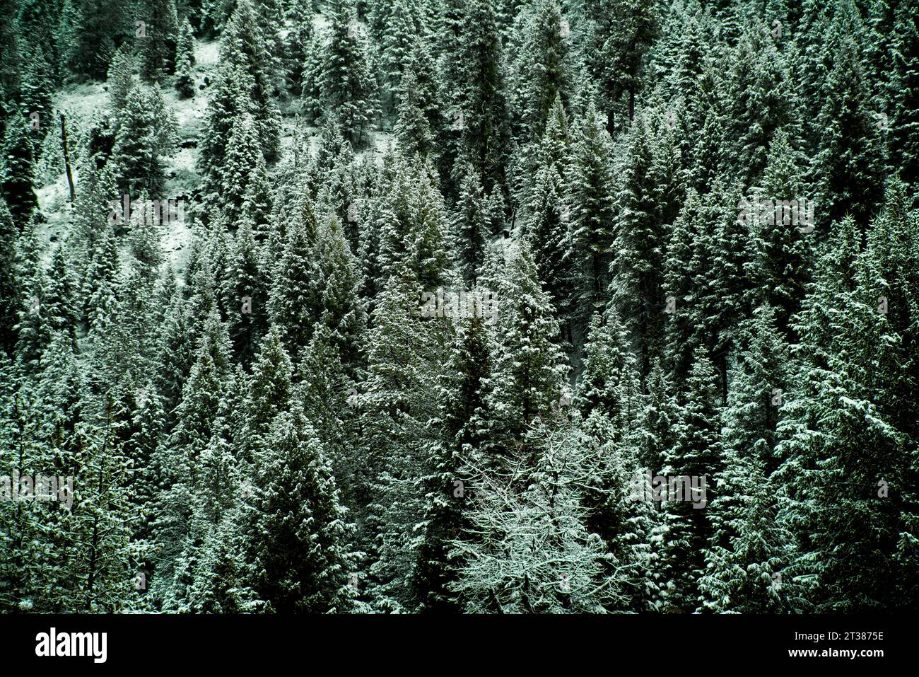 Thick, mountainous pine forests north of Banks, Idaho, USA Stock Photo
