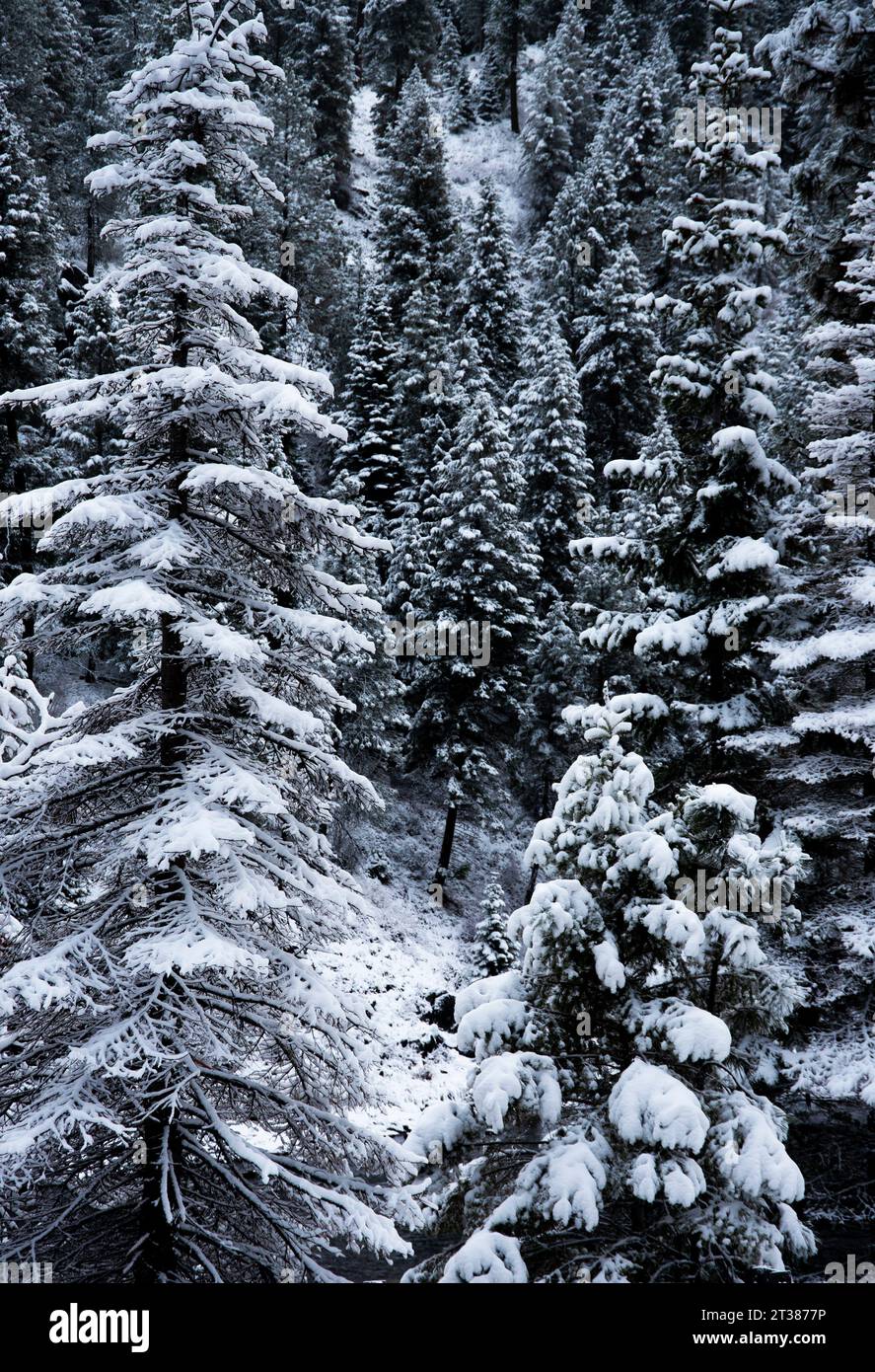Thick pine trees hi-res stock photography and images - Alamy