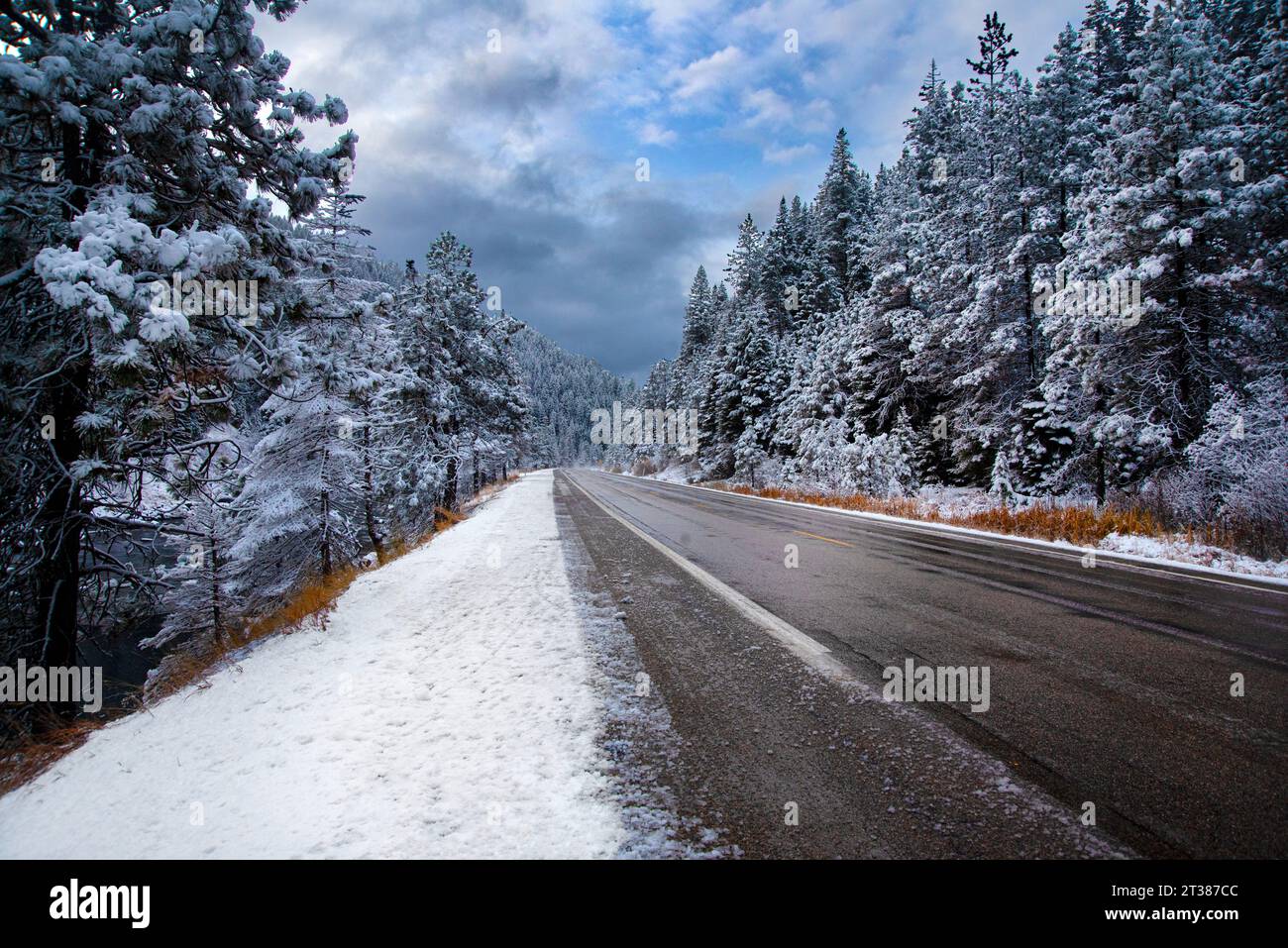 Thick, moountainous pine forests north of Banks, Idaho, USA Stock Photo