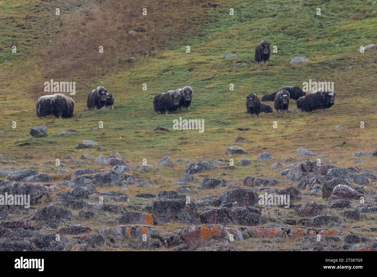 Herd of wild Musk Ox in Greenland Stock Photo