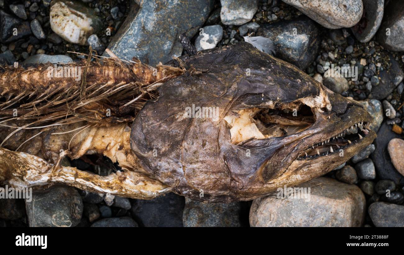Spawned out salmon dried on the side of a vancouver Island river bank. Stock Photo