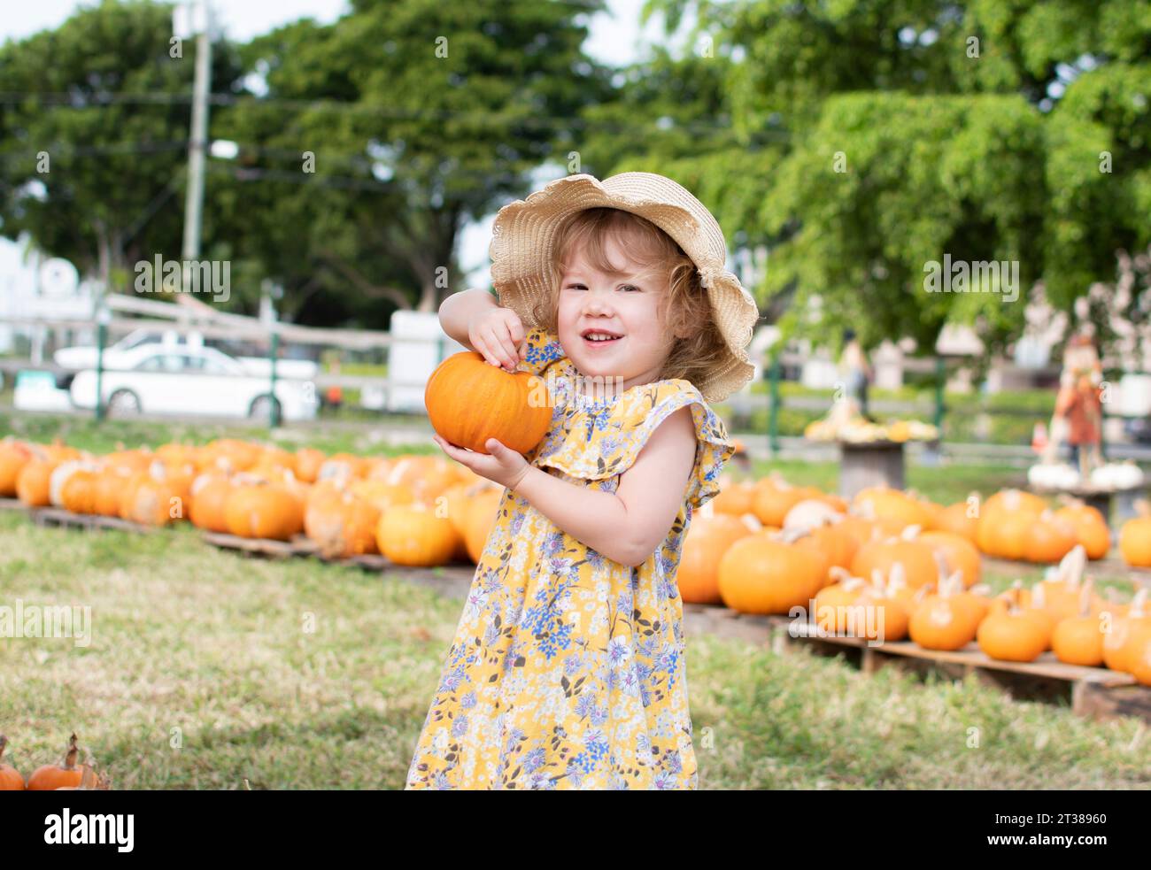A little toddler girl in a straw hat is choosing pumpkins at the pumpkin patch on a farm. Fall family traditions Stock Photo