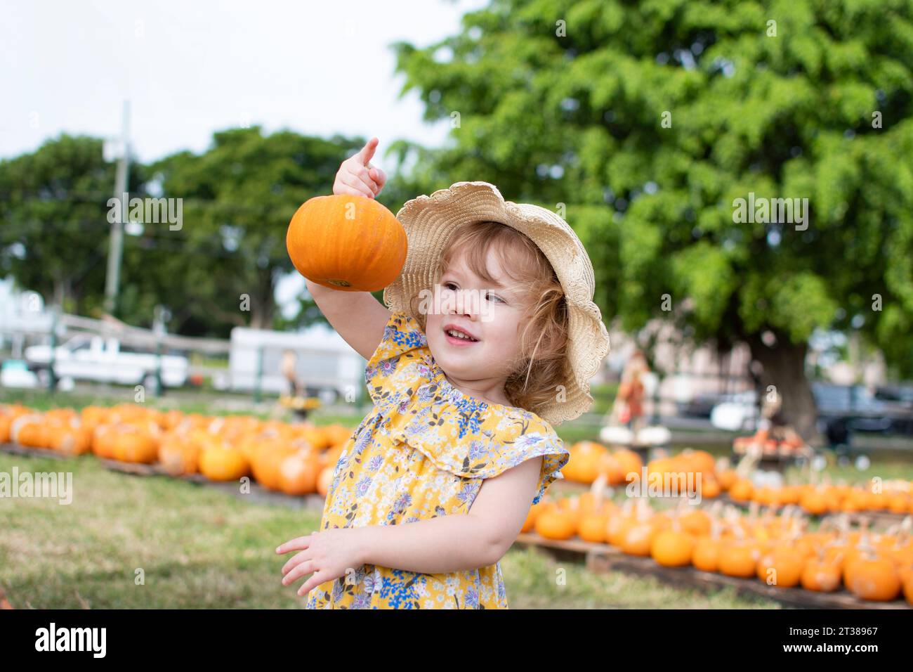 A little toddler girl in a straw hat is choosing pumpkins at the pumpkin patch on a farm. Fall family traditions Stock Photo