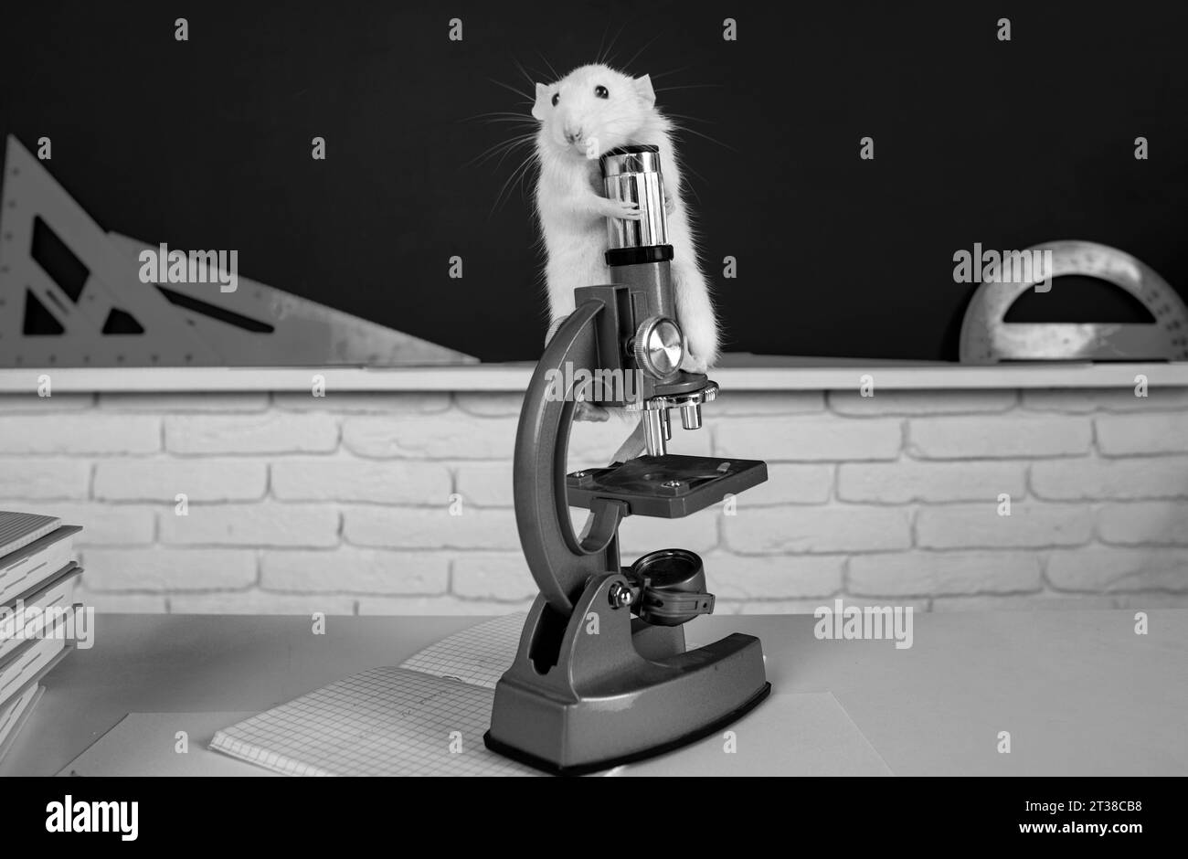 Rat sitting on microscope. Concept of funny animals in university, studying in the classroom. Education exam college, high school concept. Stock Photo