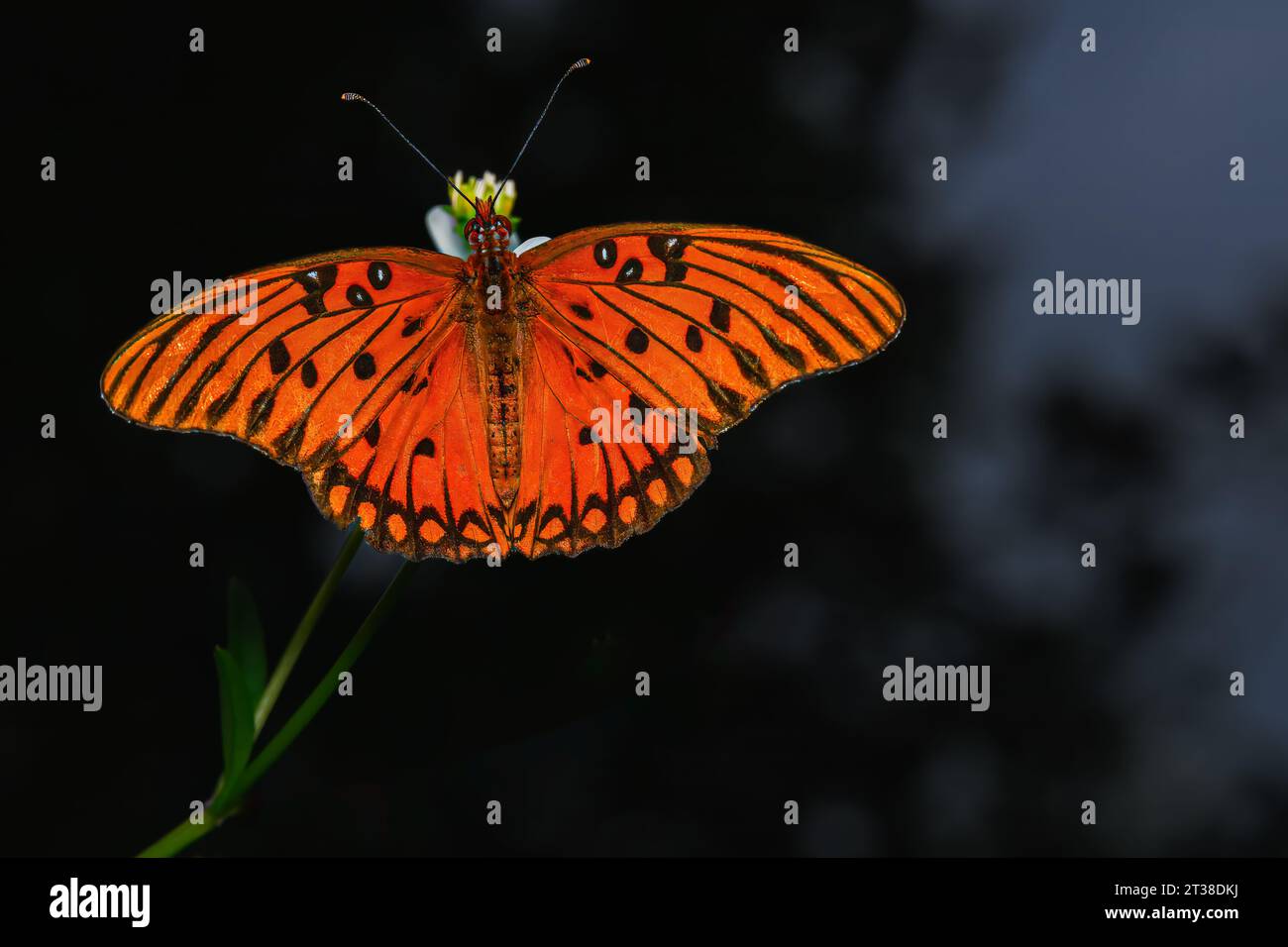 The gulf fritillary, also known as the passion butterfly Stock Photo