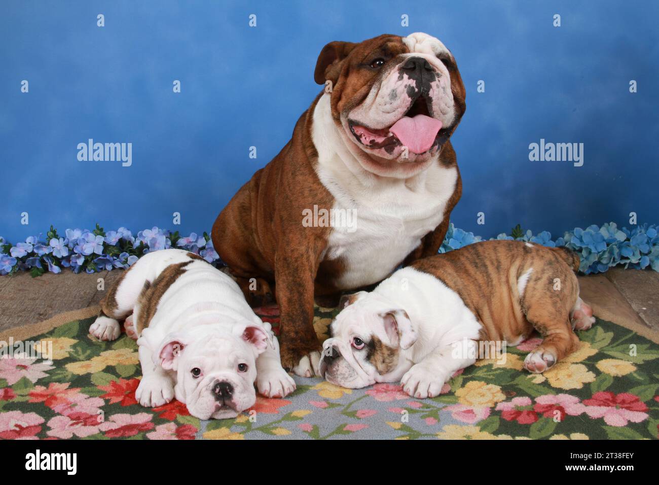 3 English Bulldogs on a rug. 2 are puppies. They are lying down Stock ...