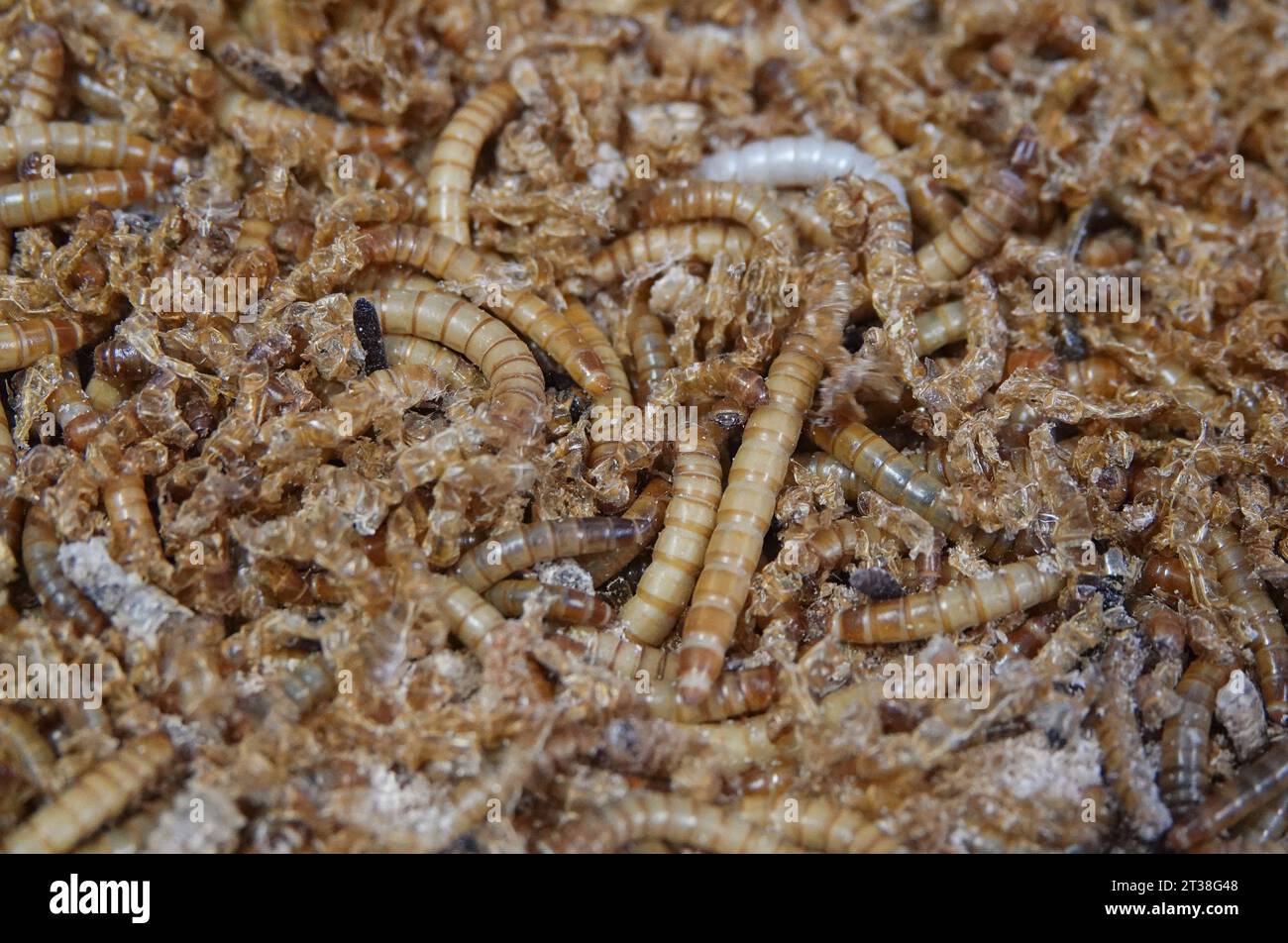 Bruchsal, Germany. 23rd Oct, 2023. Mealworms in a breeding box of the