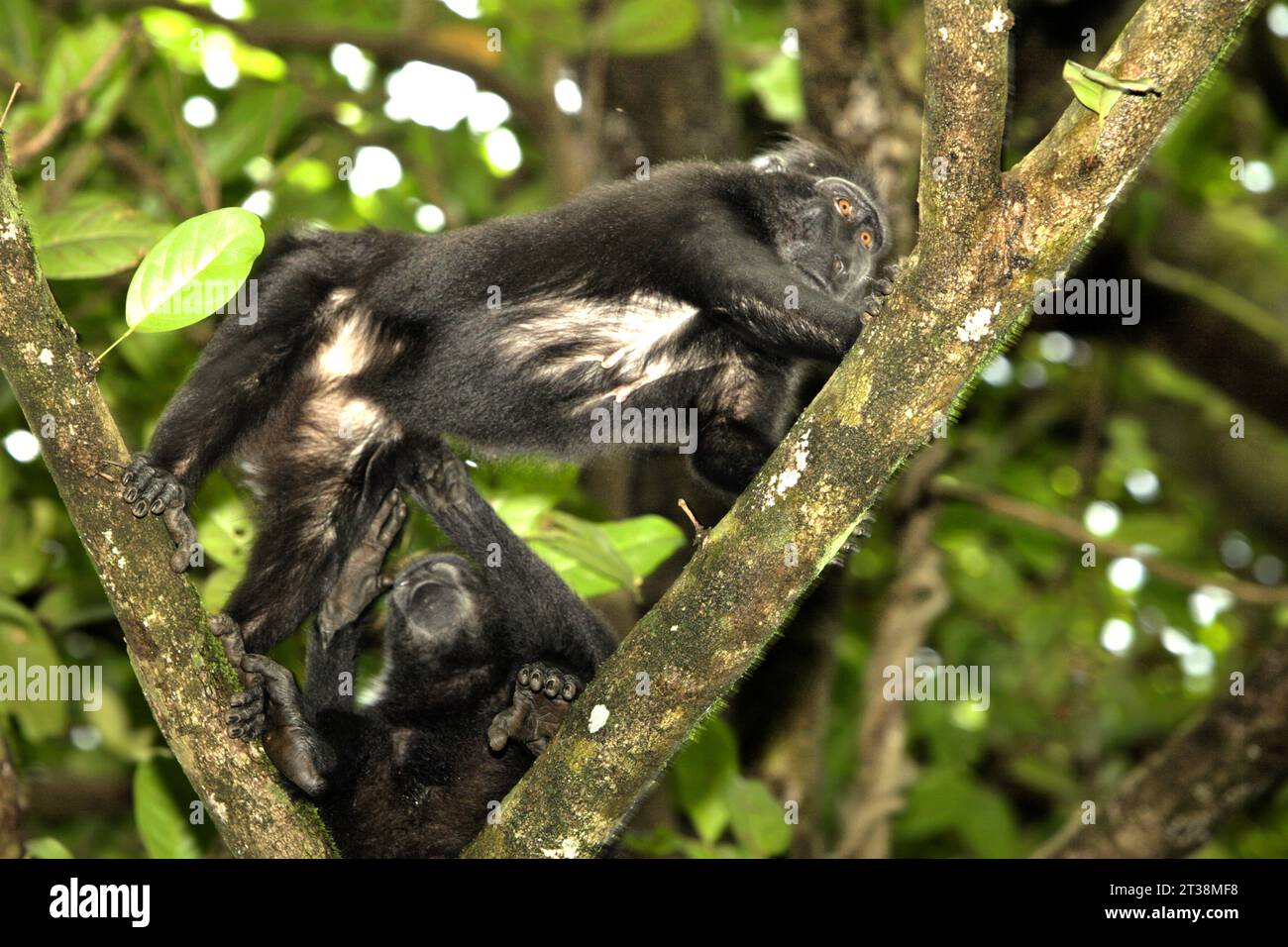 A crested macaque (Macaca nigra) grooms another individual, as they are having social interaction on a tree in Tangkoko forest, North Sulawesi, Indonesia. If you want to participate in reducing climate change impacts, do not kill large-bodied wildlife that eat fruit and disperse large seeds, scientists say. A new paper by the Wildlife Conservation Society (WCS), which is first published on PLOS Biology, revealed that overhunting of these species makes forests less able to store or sequester carbon. Large frugivores such as primates, hornbills, and others are fruit eaters that disperse large... Stock Photo