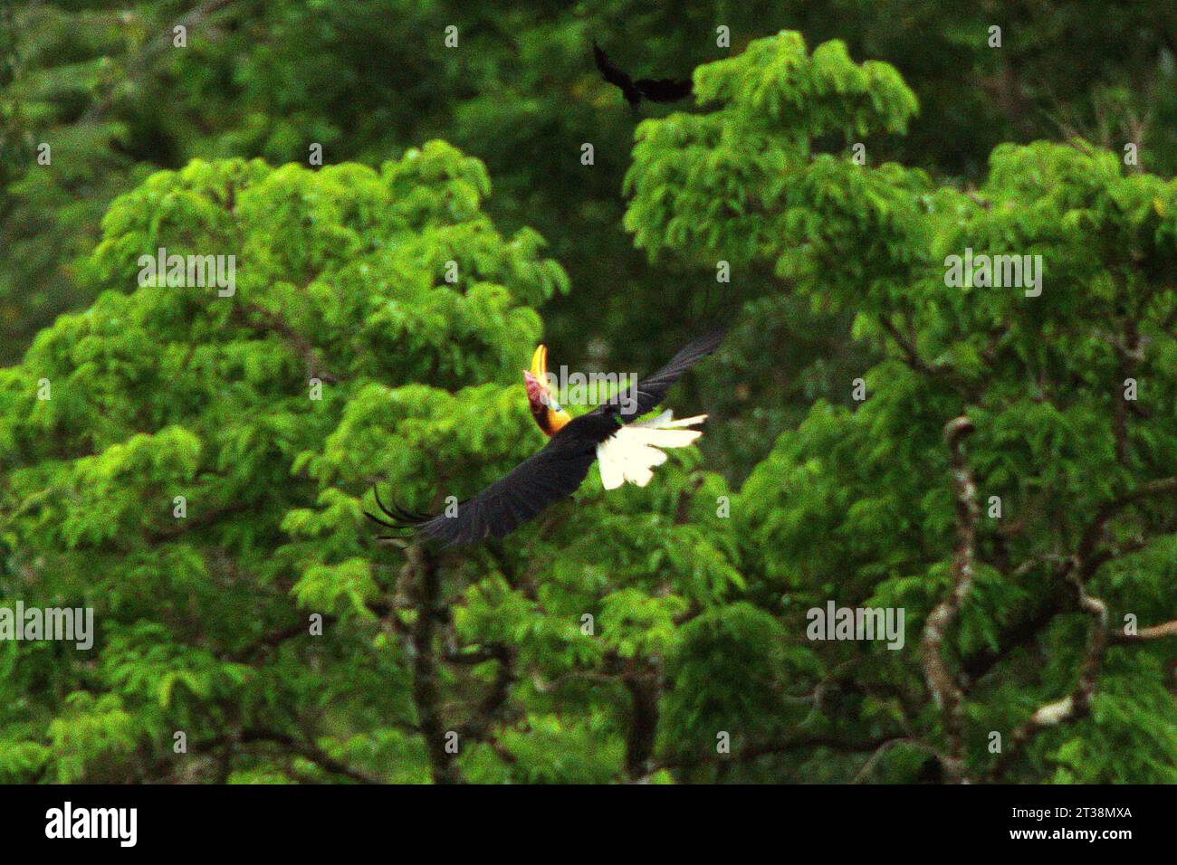 A knobbed hornbill (Rhyticeros cassidix) looks up while flying, as it is chasing an unidentified, black eagle-like species in a rainforest area near Mount Tangkoko and Duasudara (Dua Saudara) in Bitung, North Sulawesi, Indonesia. If you want to participate in reducing climate change impacts, do not kill large-bodied wildlife that eat fruit and disperse large seeds, scientists say. A new paper by the Wildlife Conservation Society (WCS), which is first published on PLOS Biology, revealed that overhunting of these species makes forests less able to store or sequester carbon. Stock Photo