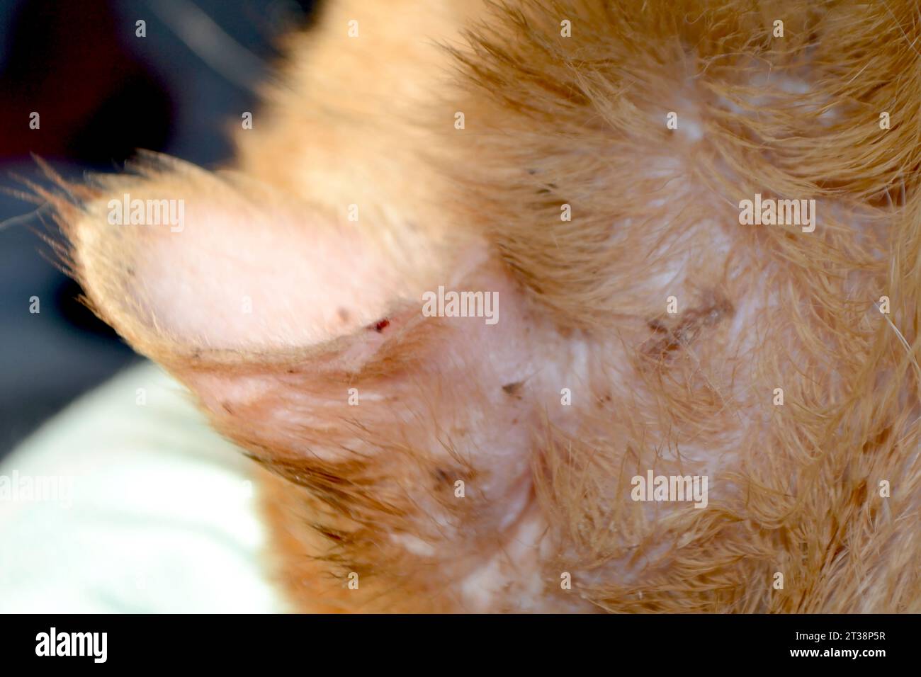 veterinarian's hands show the auricle of a cat infected with an ear