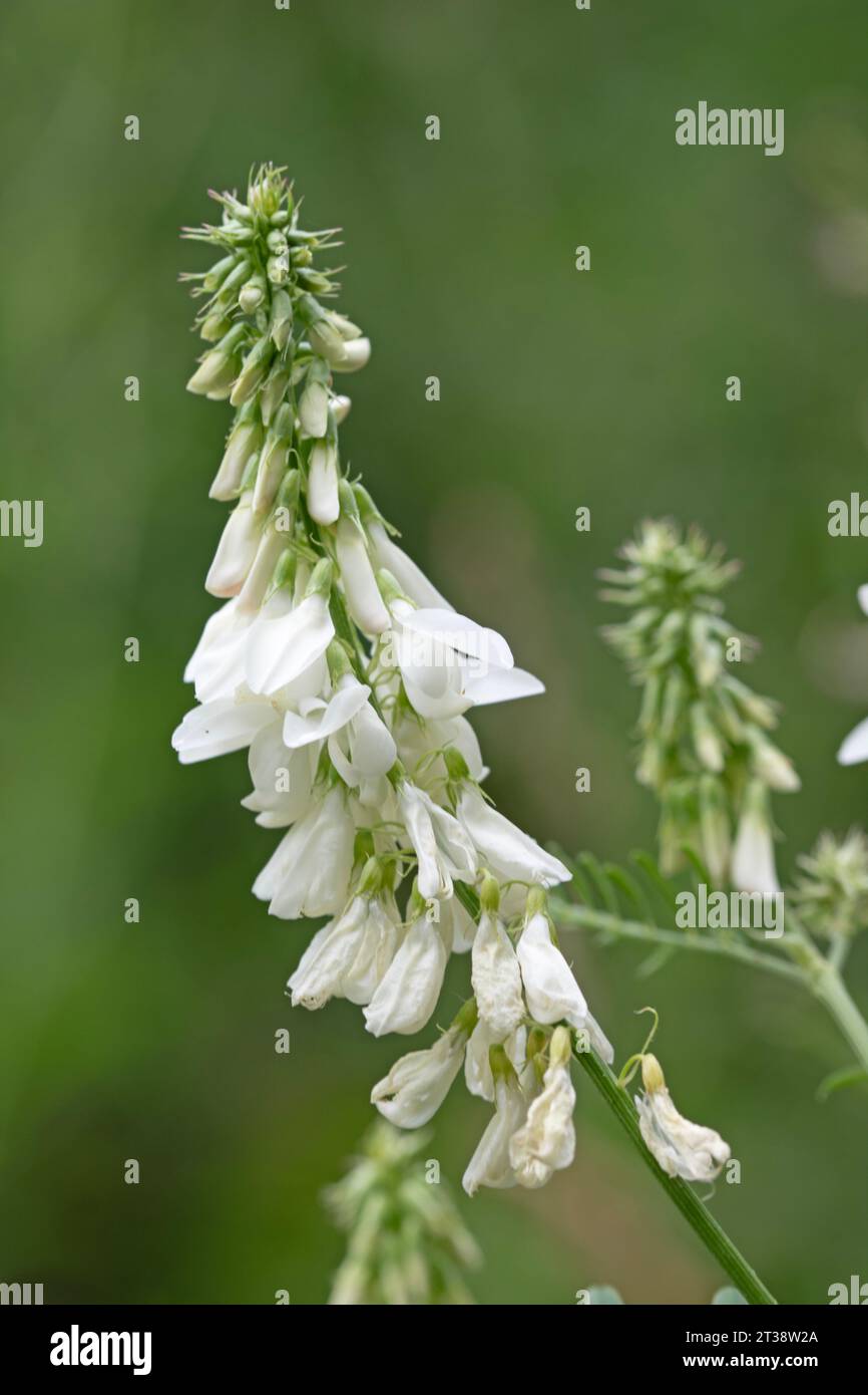 Close up image of white Goat's-rue. Galega officinalis. French lilac Stock Photo