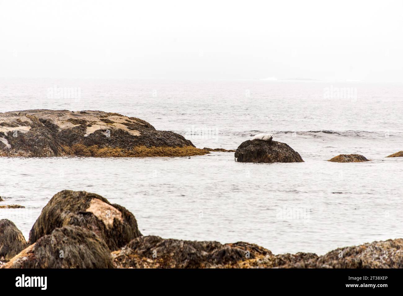 Exploring seals wildlife at the beach in the morning mist at Kejimkujik ...