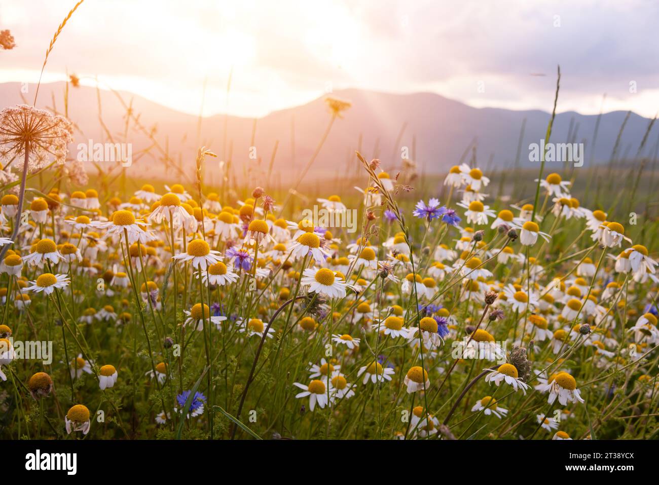Daisies and other wild flower in summer meadow on sunset Stock Photo ...