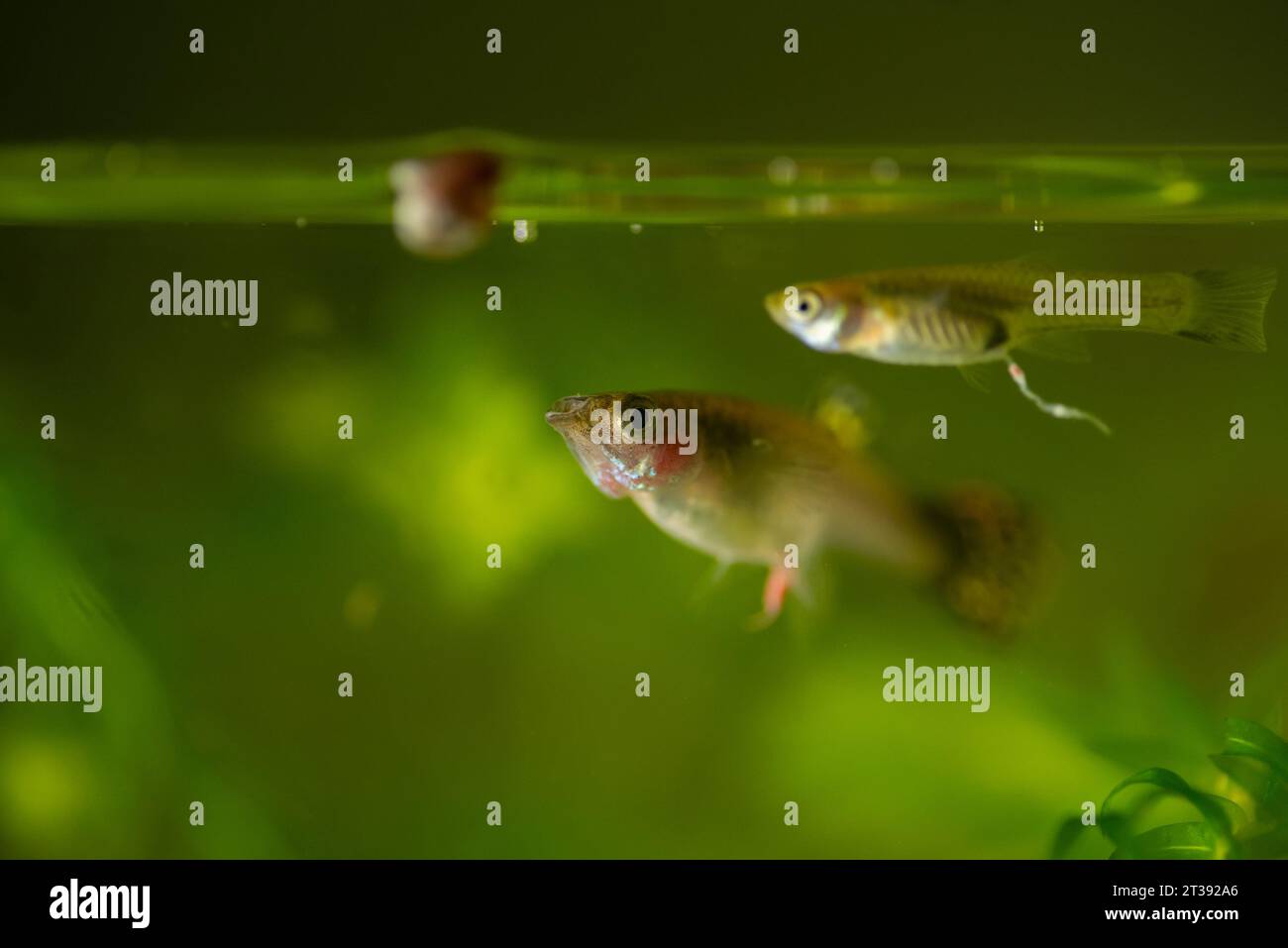 Several of guppy in aquarium. Selective focus with shallow depth of field. Stock Photo