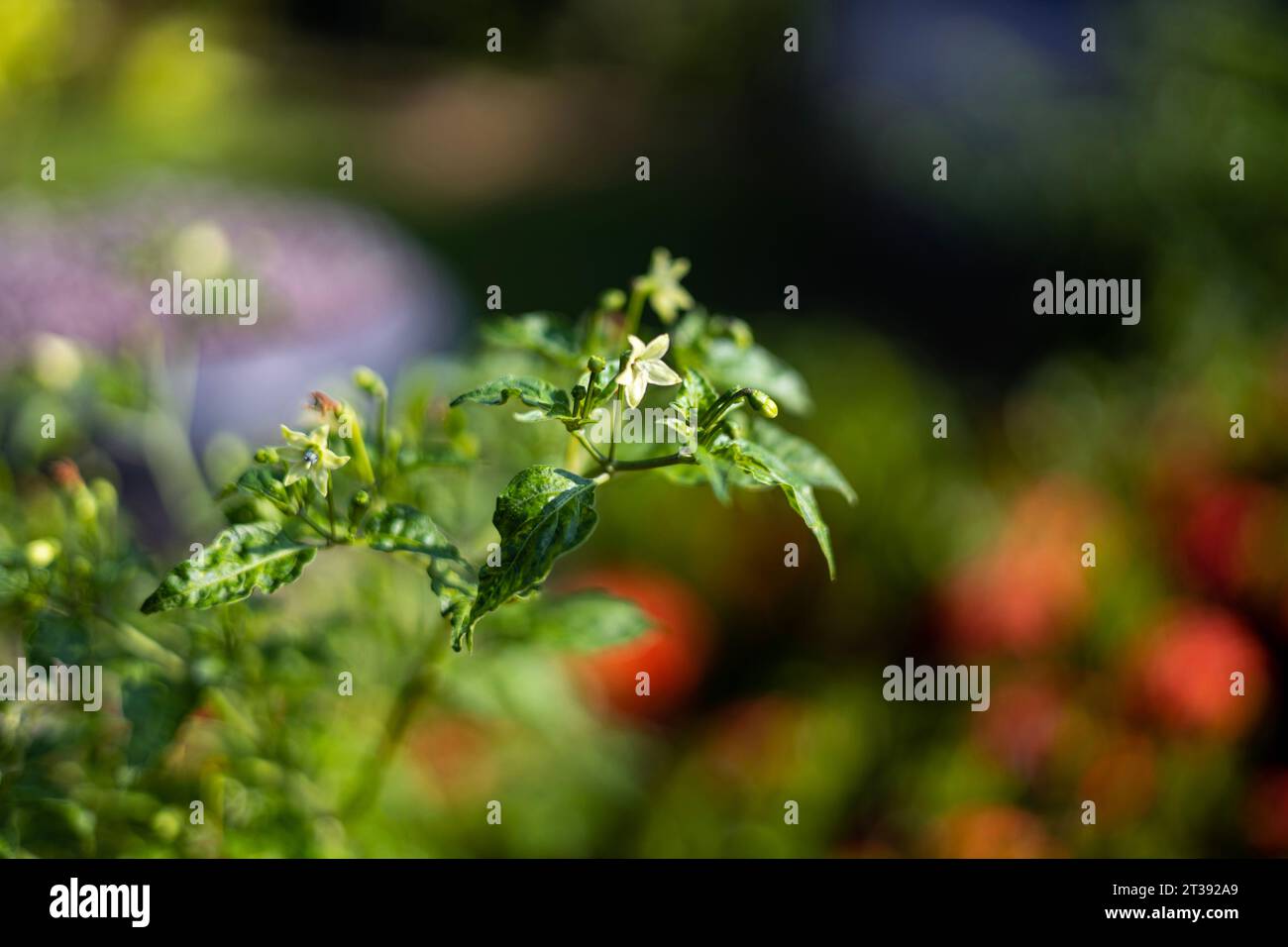 Chilli Leaves And Chilli Flower With Blur Image. Chilli Flowers Are On The Tree. Close Up. Stock Photo