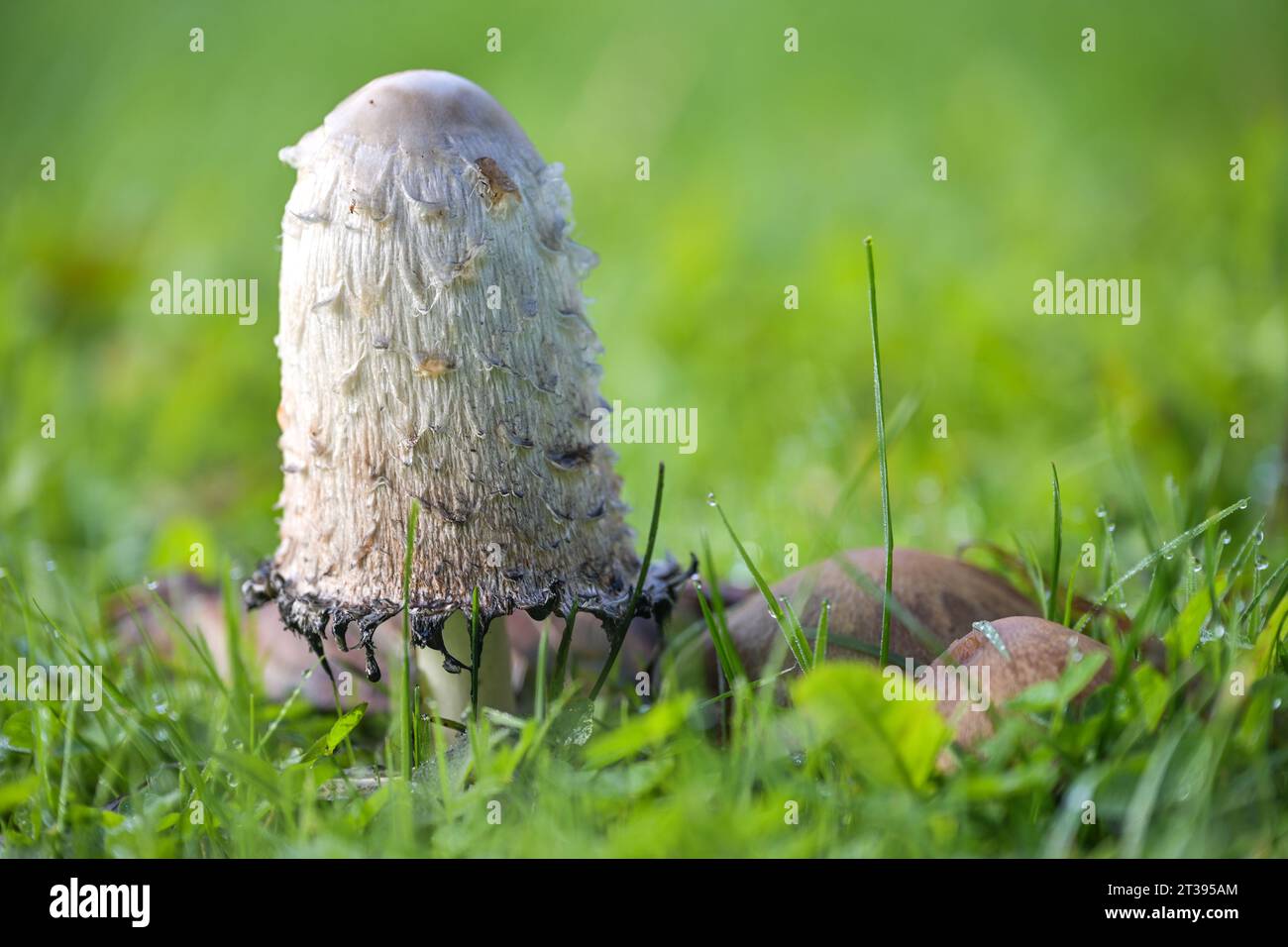 Shaggy ink cap mushroom (Coprinus comatus) growing in a green lawn, the gills beneath the white cap start to turn black and deliquesce into a liquid f Stock Photo