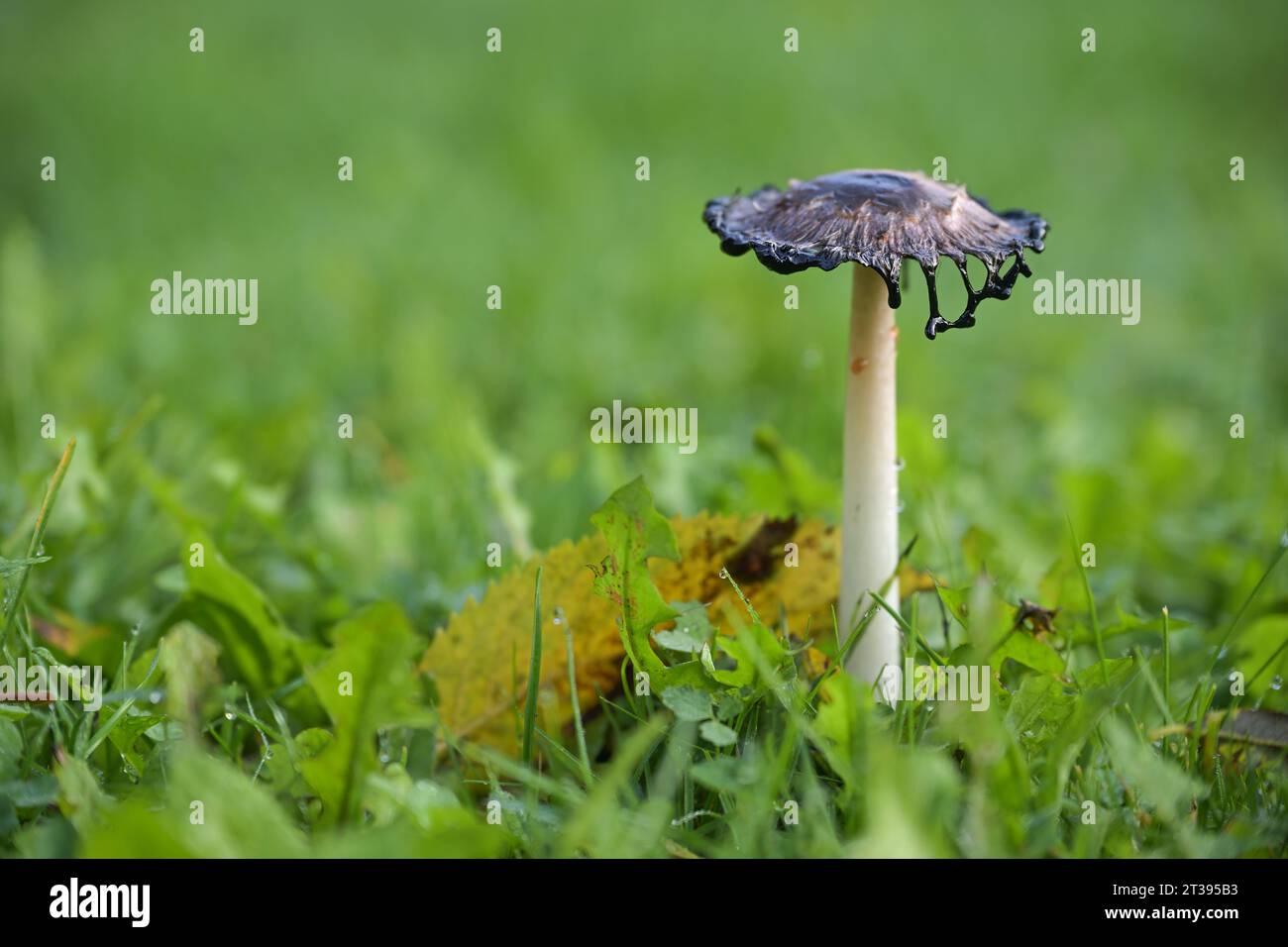 Shaggy ink cap fungus (Coprinus comatus) growing in a green meadow, the gills beneath the cap deliquescing ore melting into a black liquid filled with Stock Photo