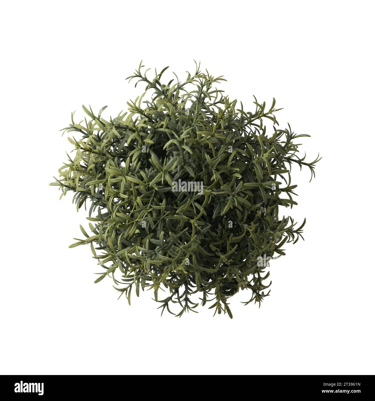 Close up of rosemary herb plant isolated on white background. Real ...