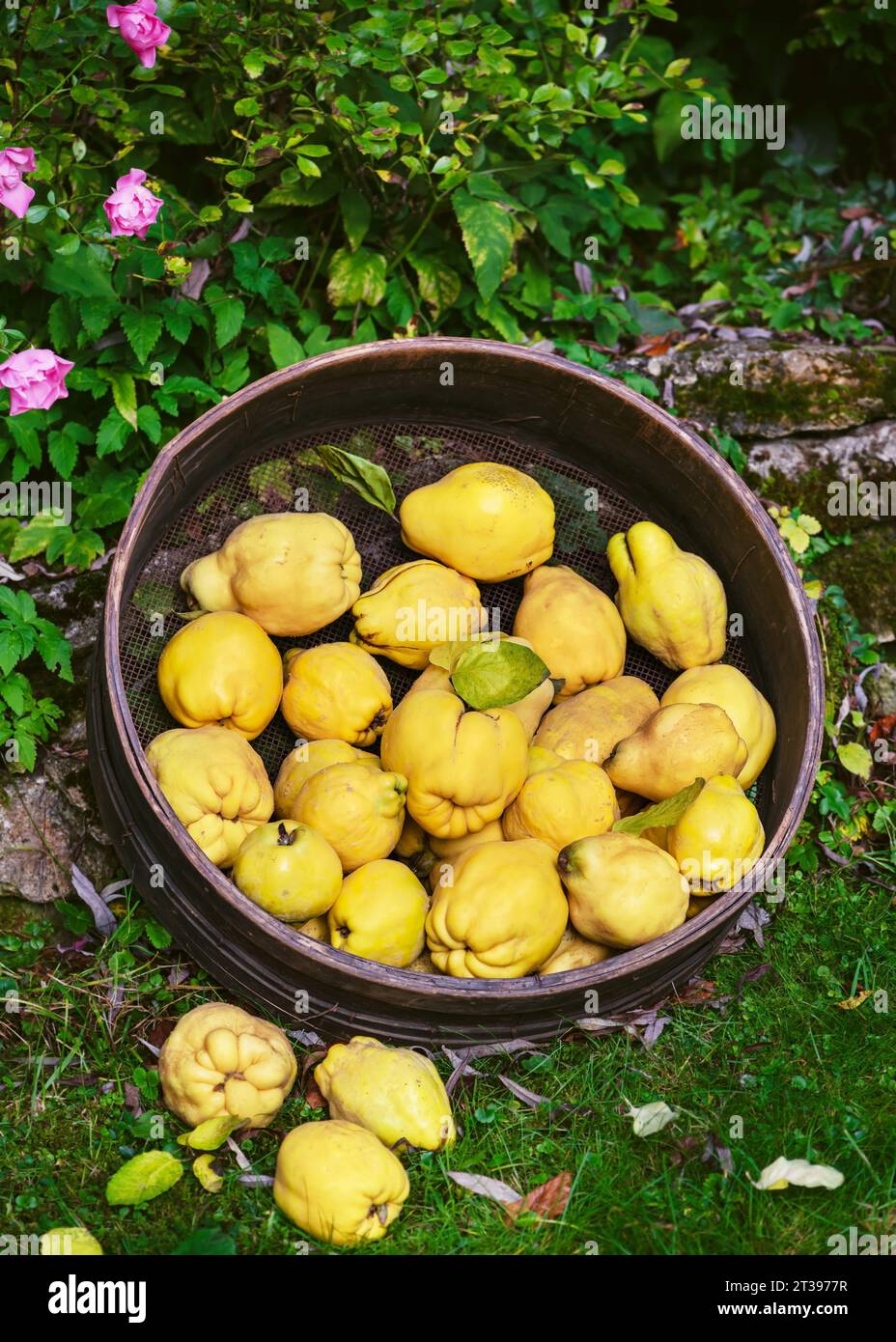 Fresh organic yellow pear quinces in a huge garden wooden sieve while