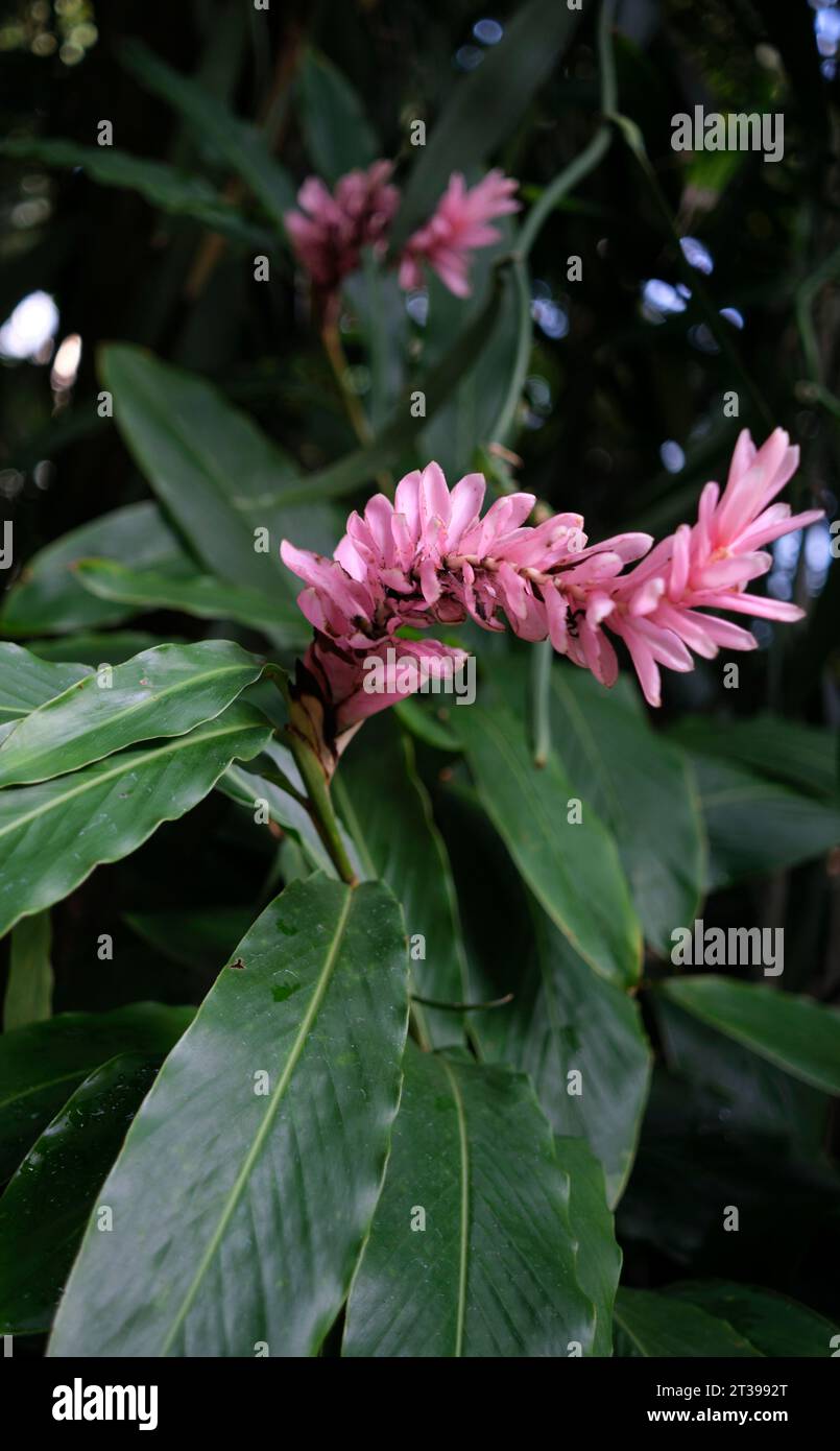 Pink Ginger Lily flower in Kew Gardens Stock Photo