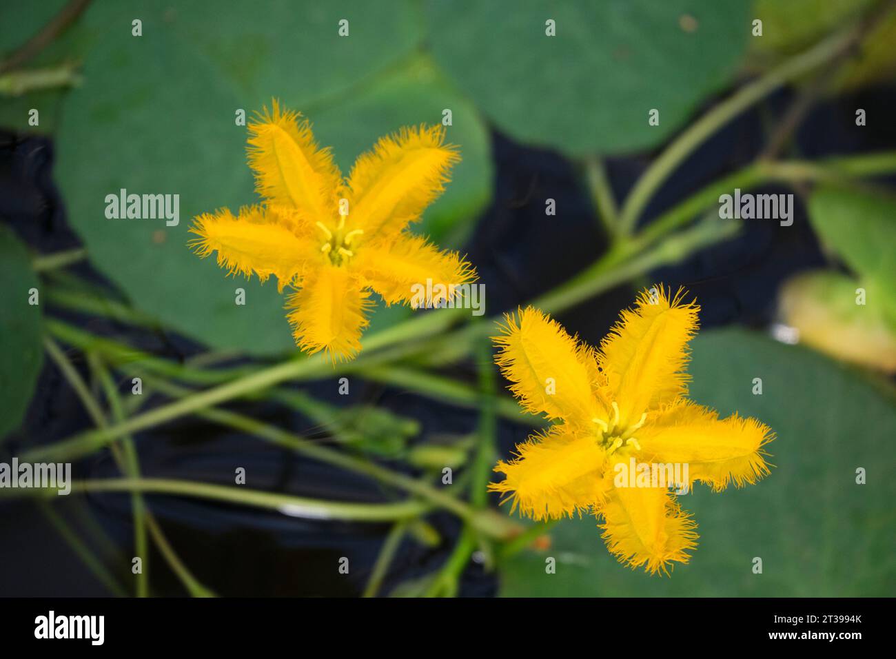 Yellow water flower, five petals - Nymphoides peltate - Menyanthaceae Stock Photo