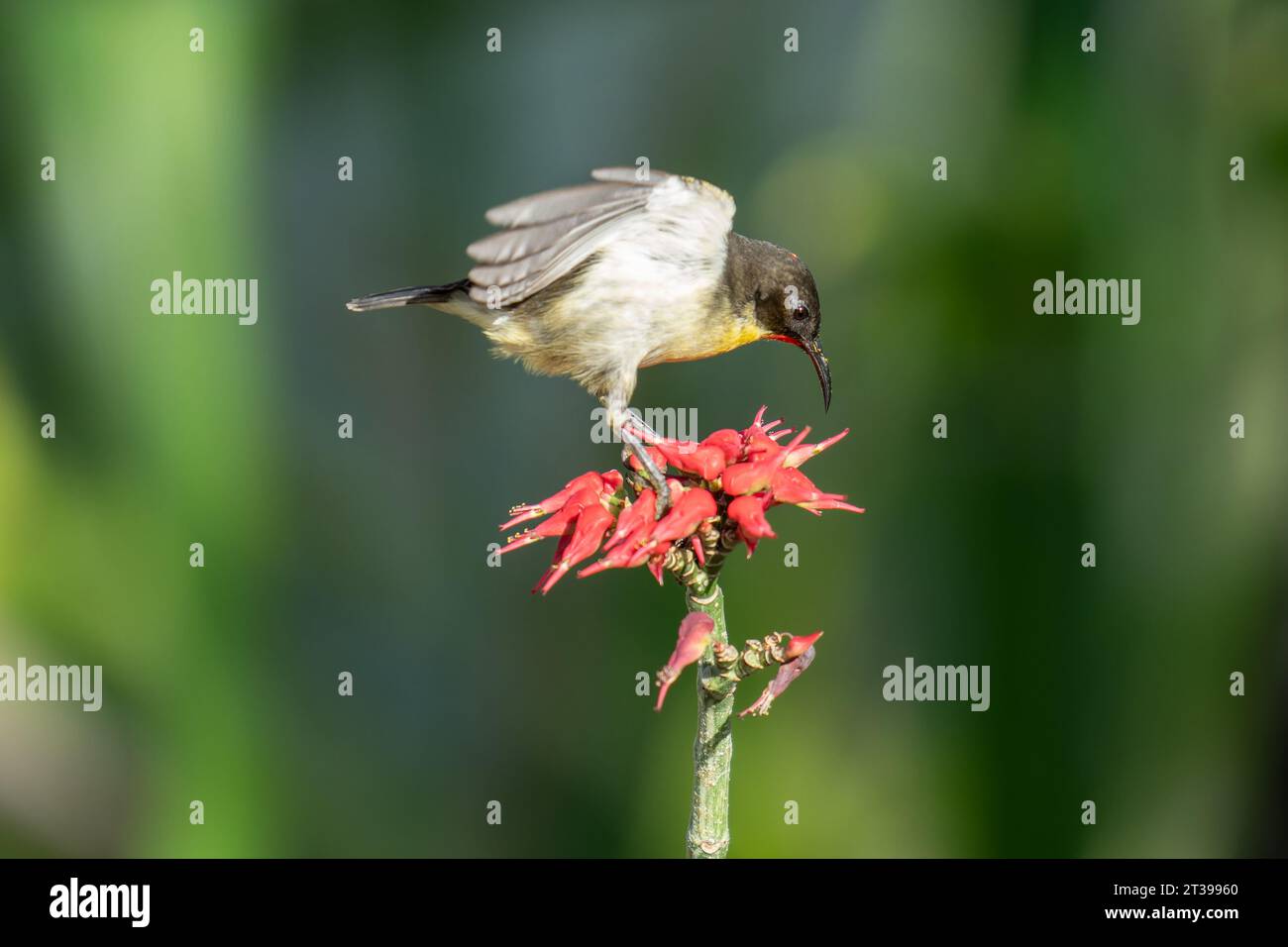 Orange breasted honeyreater with specks of pollen on beak landing on red flower wings still in motion to feed on small red flower in Fiji. Stock Photo