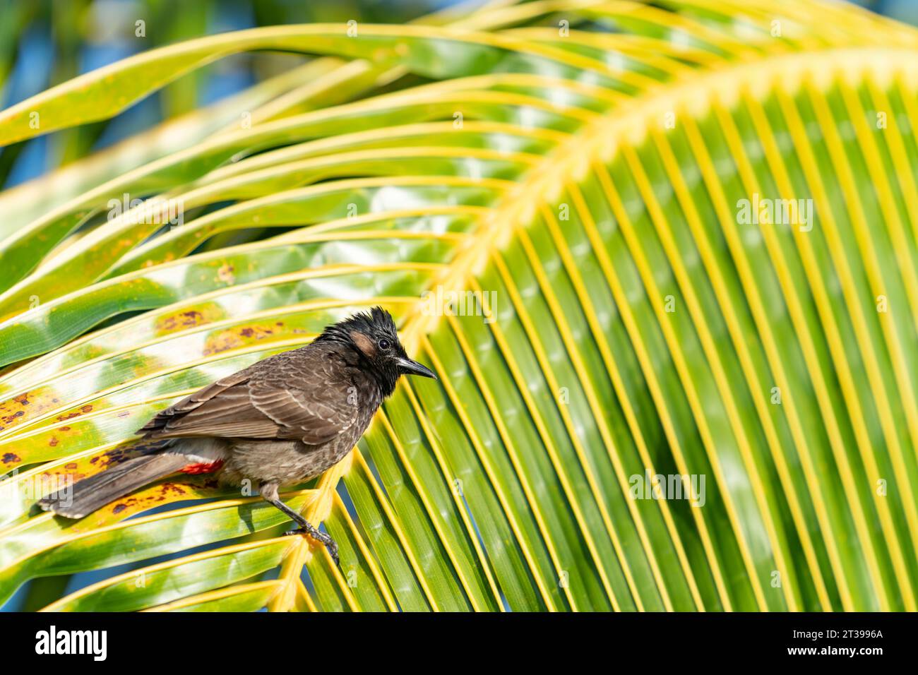 Red vented bulbul resting on palm frond. Stock Photo