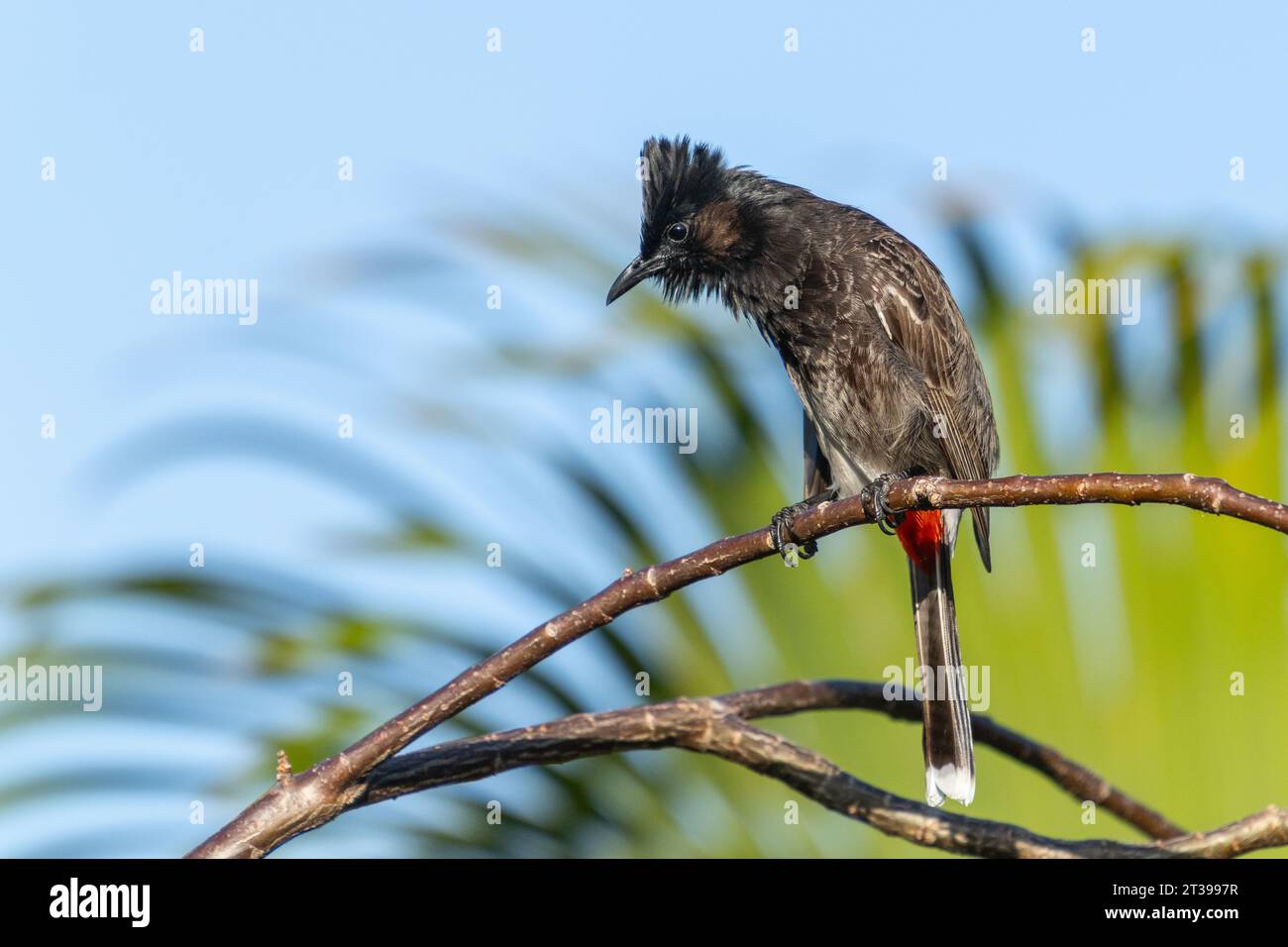 Red vented bulbul on branch Stock Photo