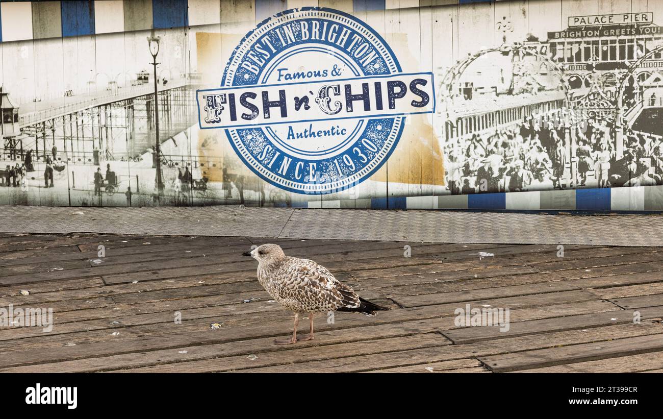 An amusing photo of a seagull waiting for a fish and chip shop to open