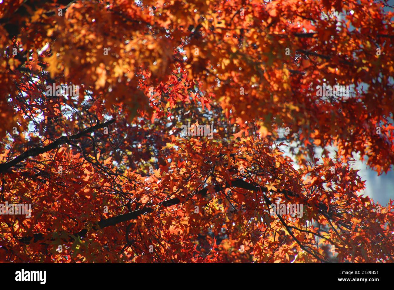 Herbst 2023: Laubverfärbung. *** Autumn 2023 Foliage discoloration Credit: Imago/Alamy Live News Stock Photo