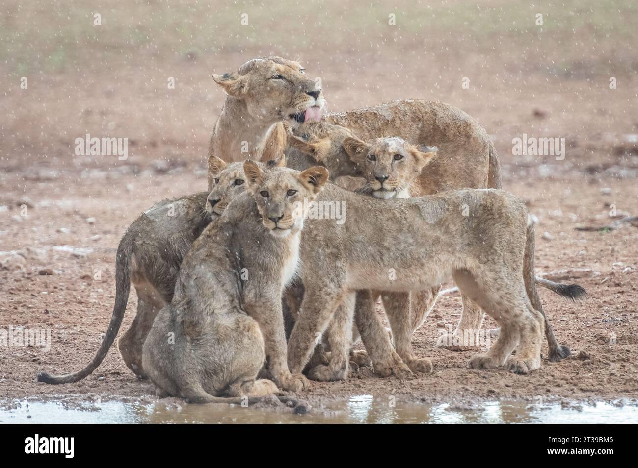 The cubs sharing the shower SOUTH AFRICA, UPLIFTING images show a lion