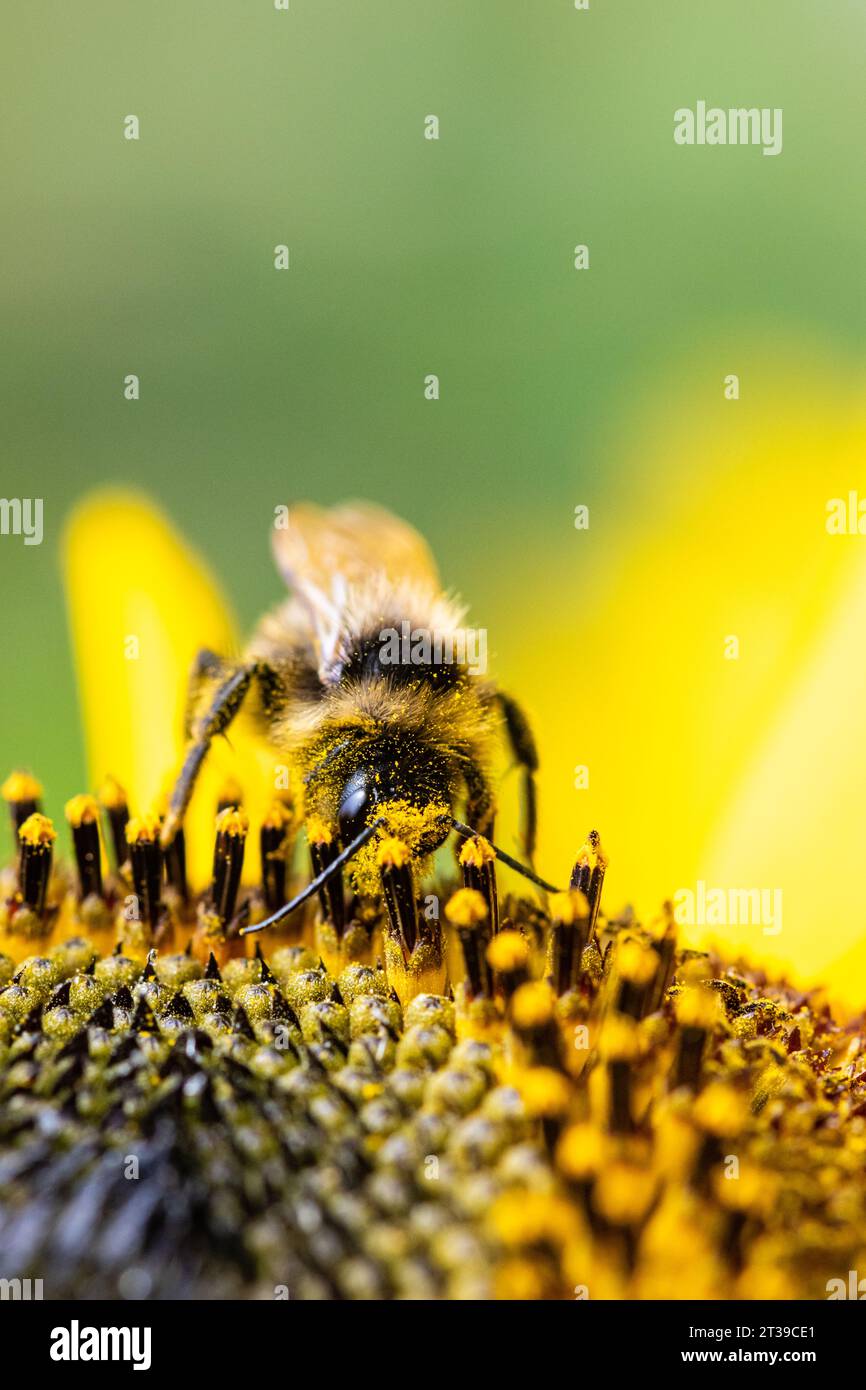 Close up of a bee collecting nectar from a blooming sunflower while covered in.yellow pollen. Stock Photo