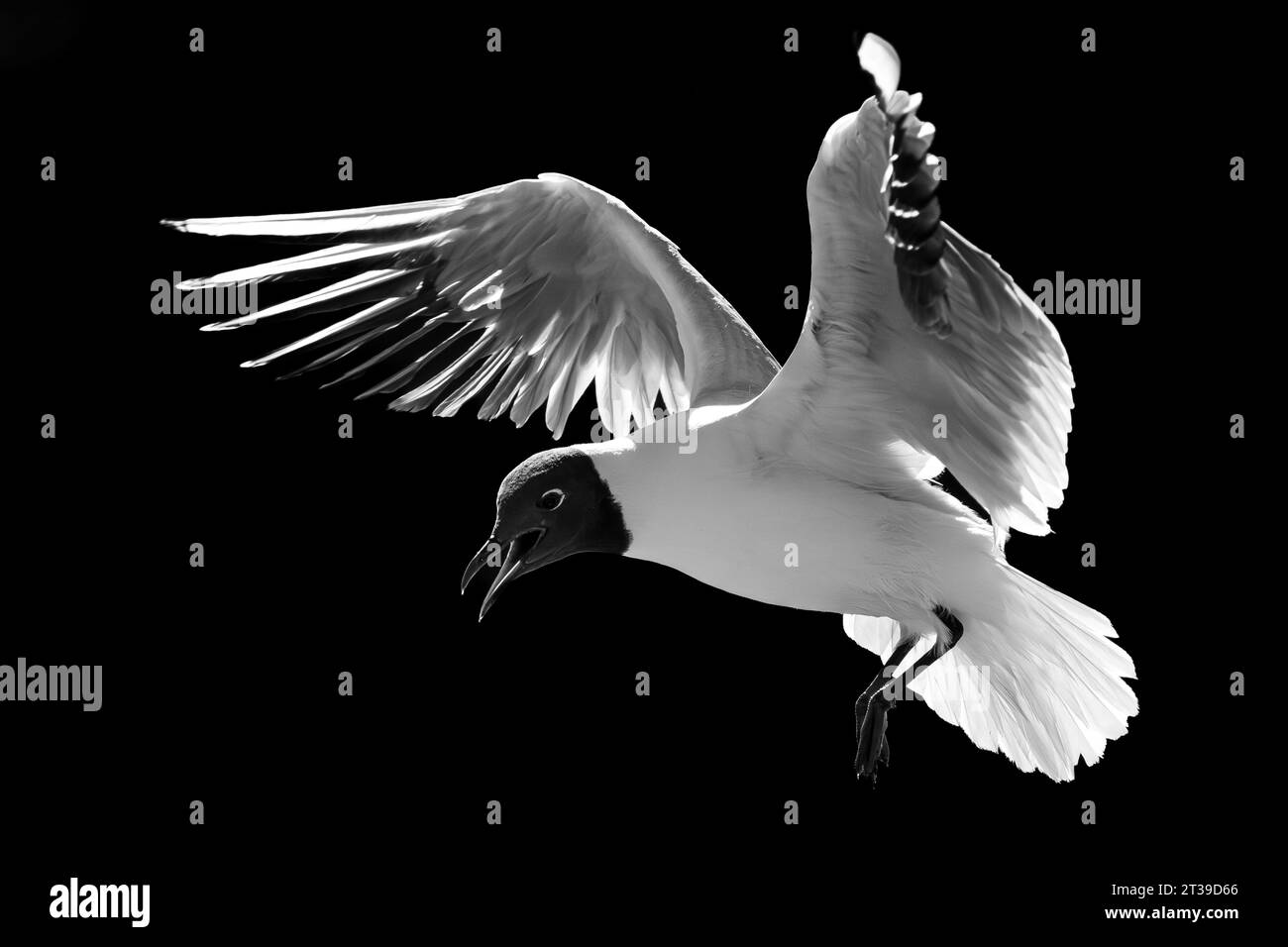 Side view of small black headed seagull with white plumage and opened mouth flying alone in Castilla La Mancha Spain in light against black background Stock Photo
