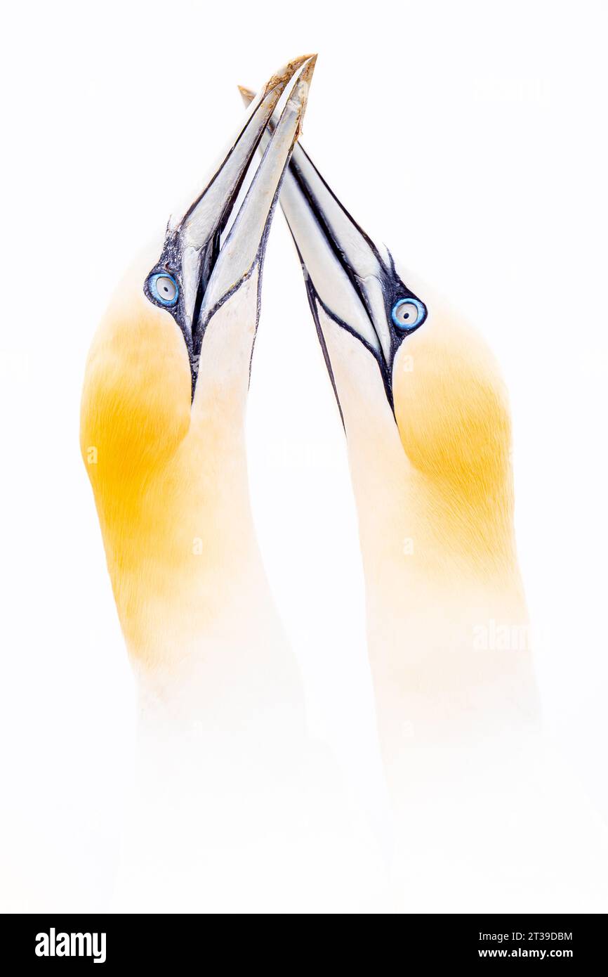 Two northern gannets in a moment of intimate interaction, their beaks touching gracefully against a white backdrop in Ireland Stock Photo