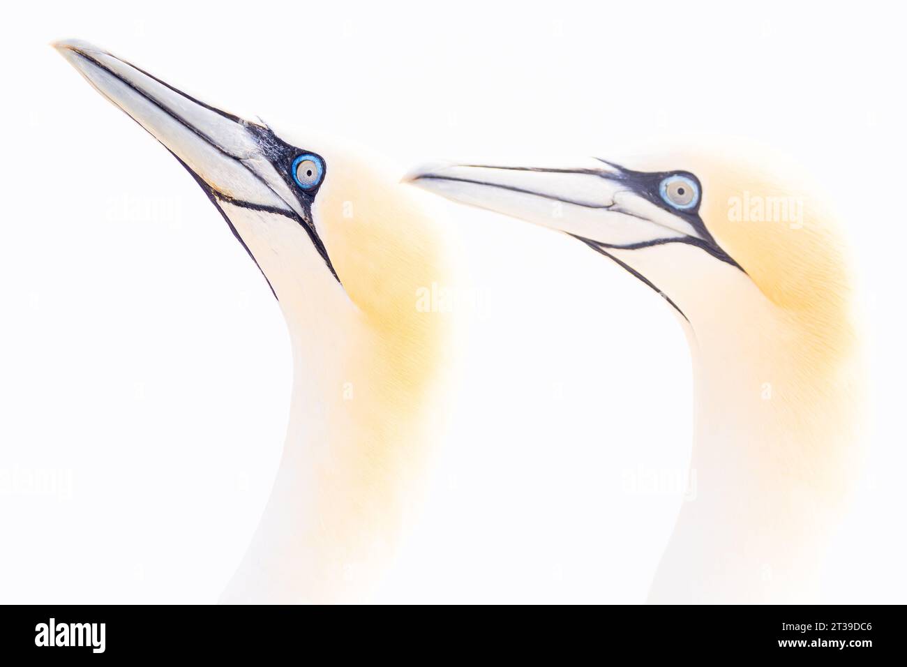 Two northern gannets in a moment of intimate interaction against a white backdrop in Ireland Stock Photo