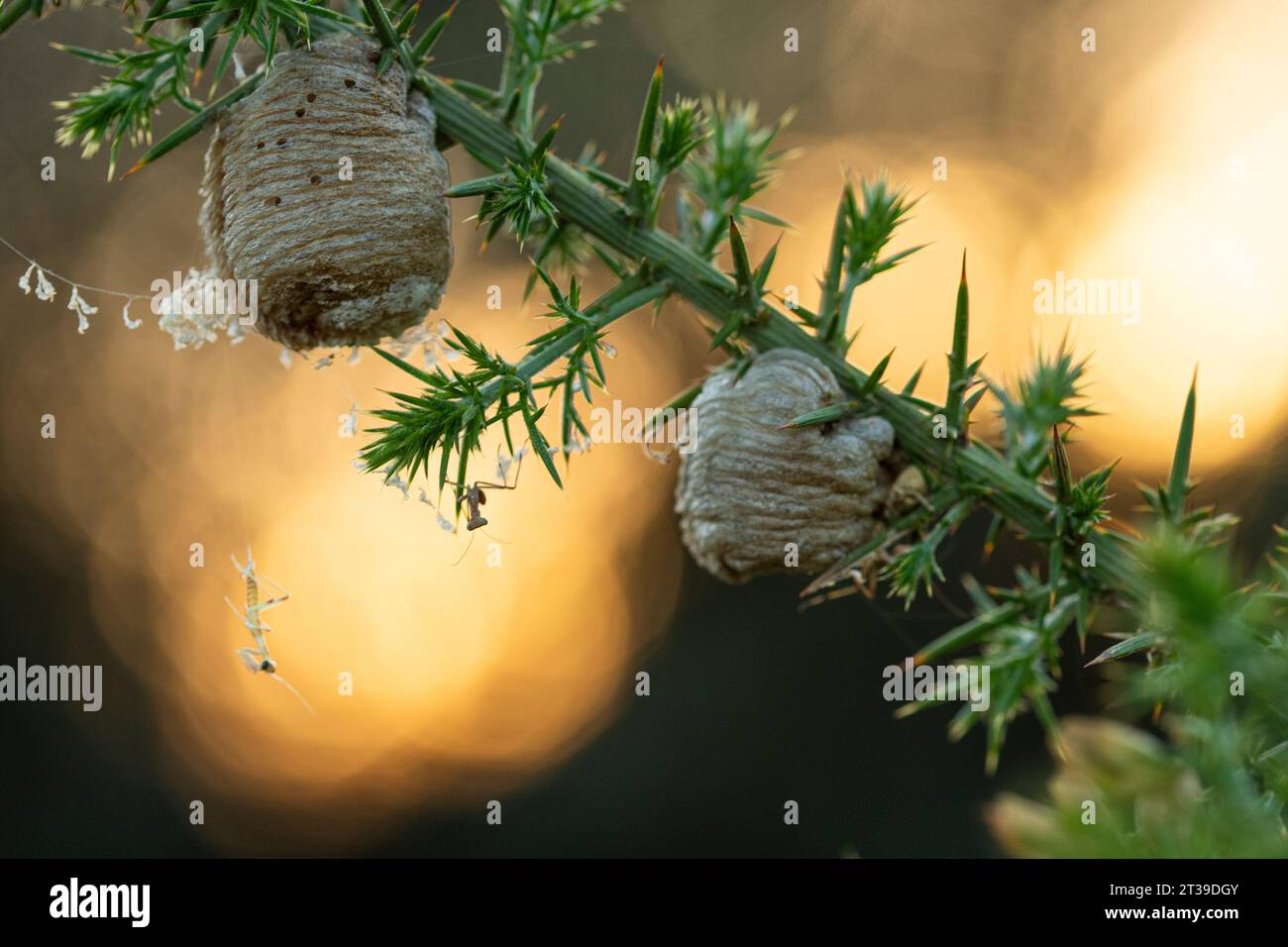 Mini Cocoons Cocoons outside hi-res stock photography and images - Alamy