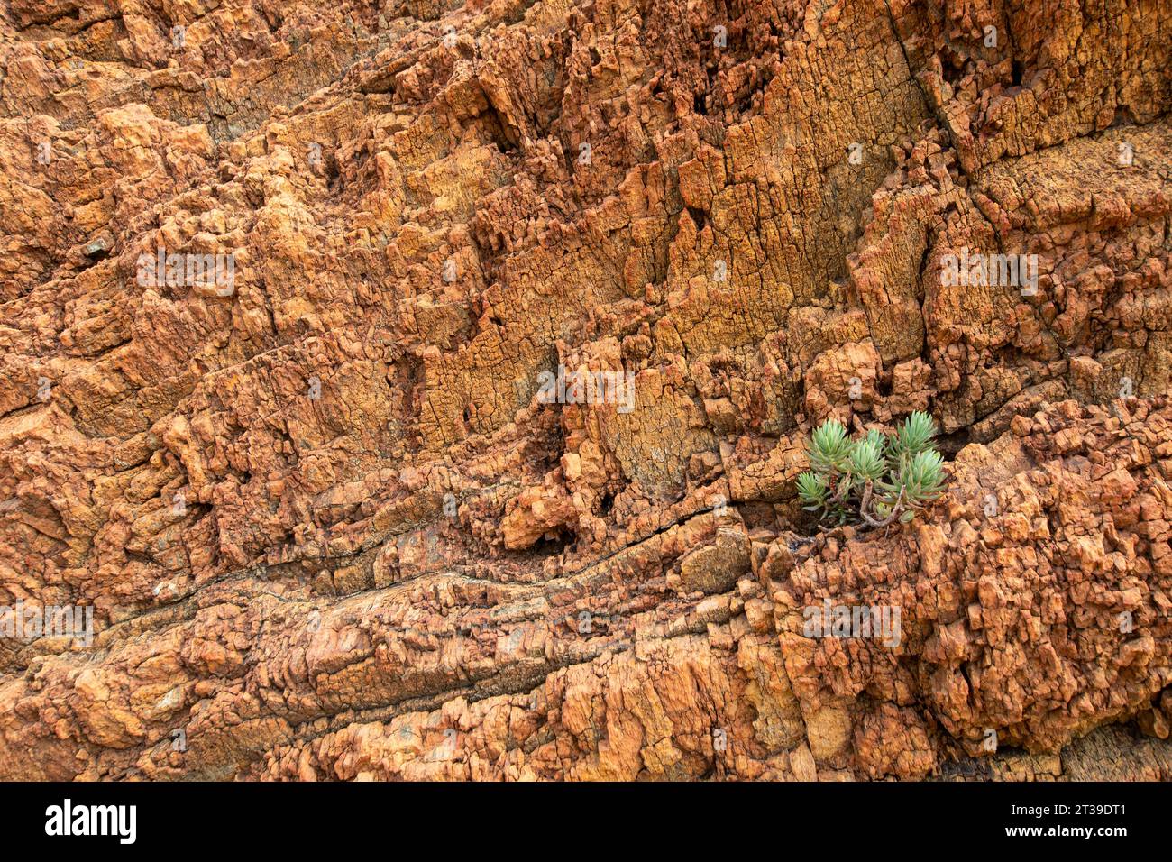 Top view of small fingertips shaped leaves green plant of dudleya