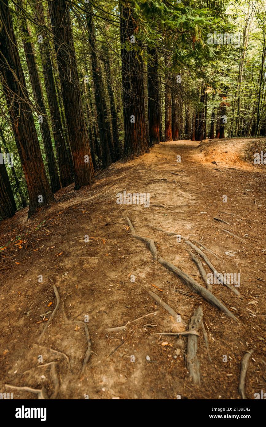 Narrow earthen foot path going through lush green forest of tall dawn