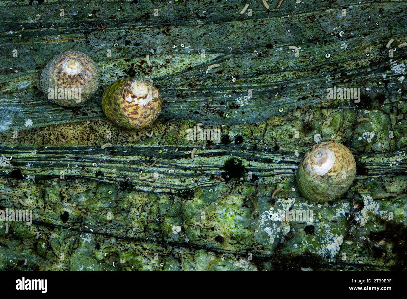 Three shells hi-res stock photography and images - Alamy
