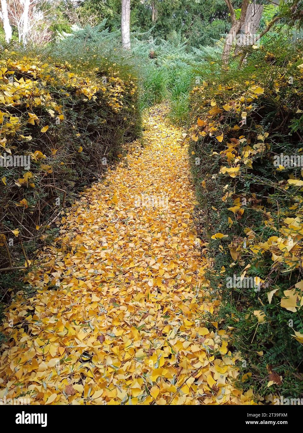 Garden path or garden paths are important in garden design garden trail