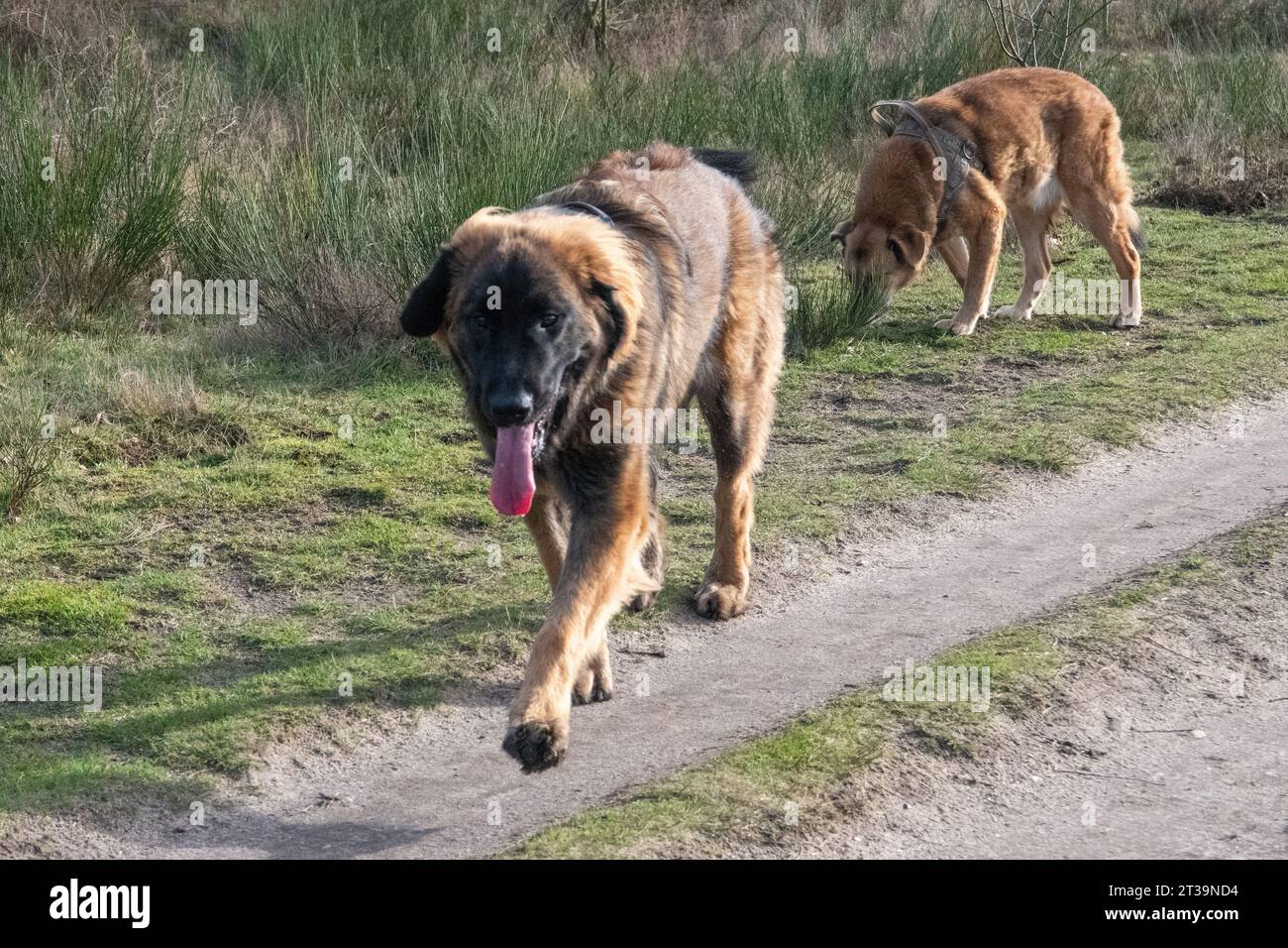 Phoebe, Leonberger Stock Photo