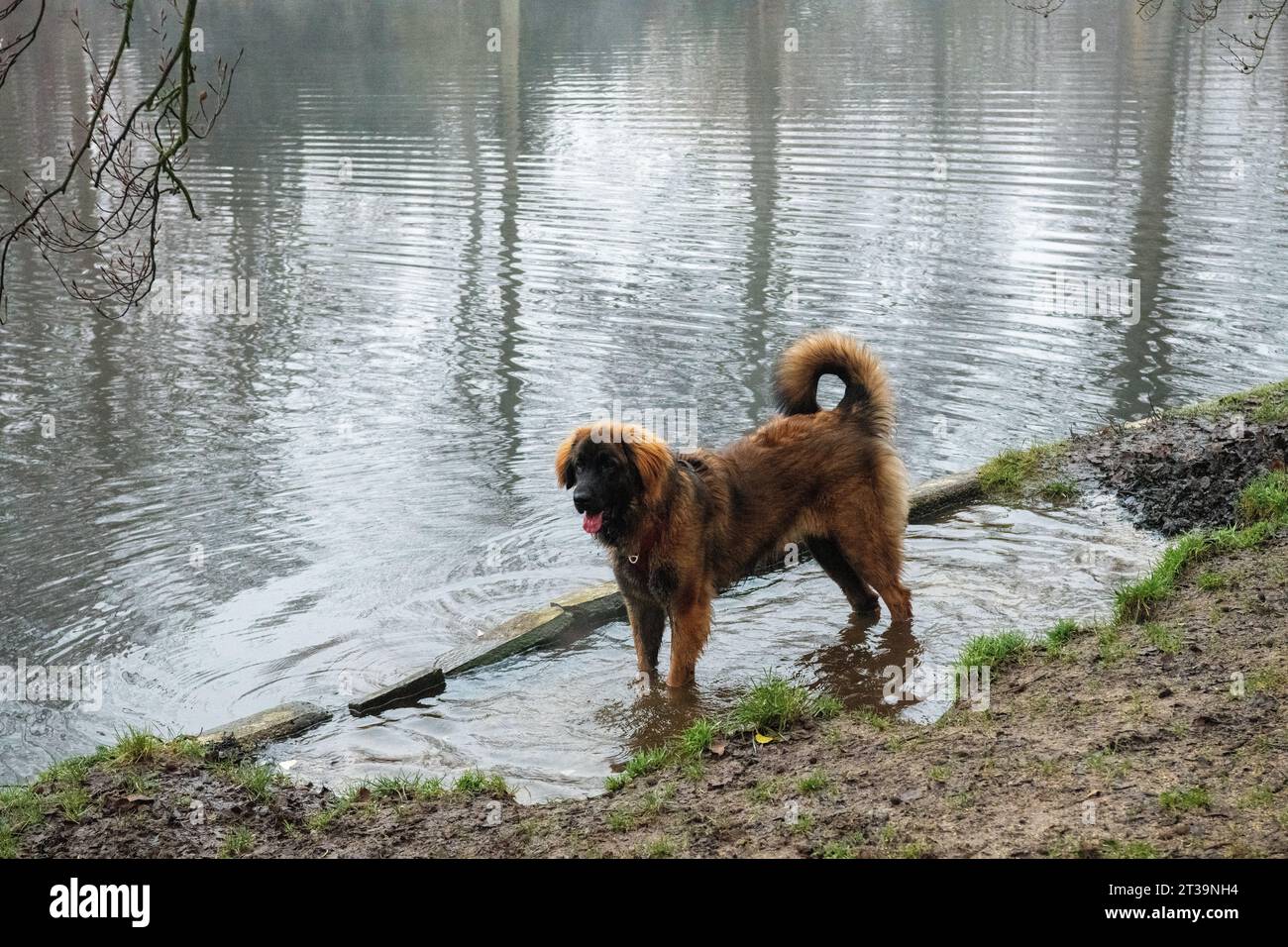 Phoebe, Leonberger Stock Photo