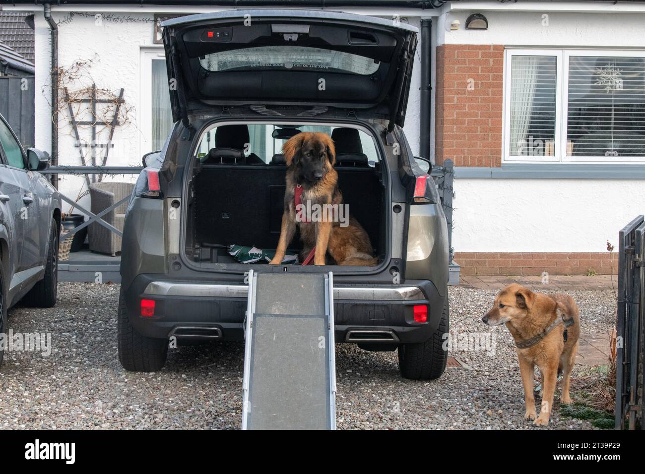 Phoebe, Leonberger Stock Photo