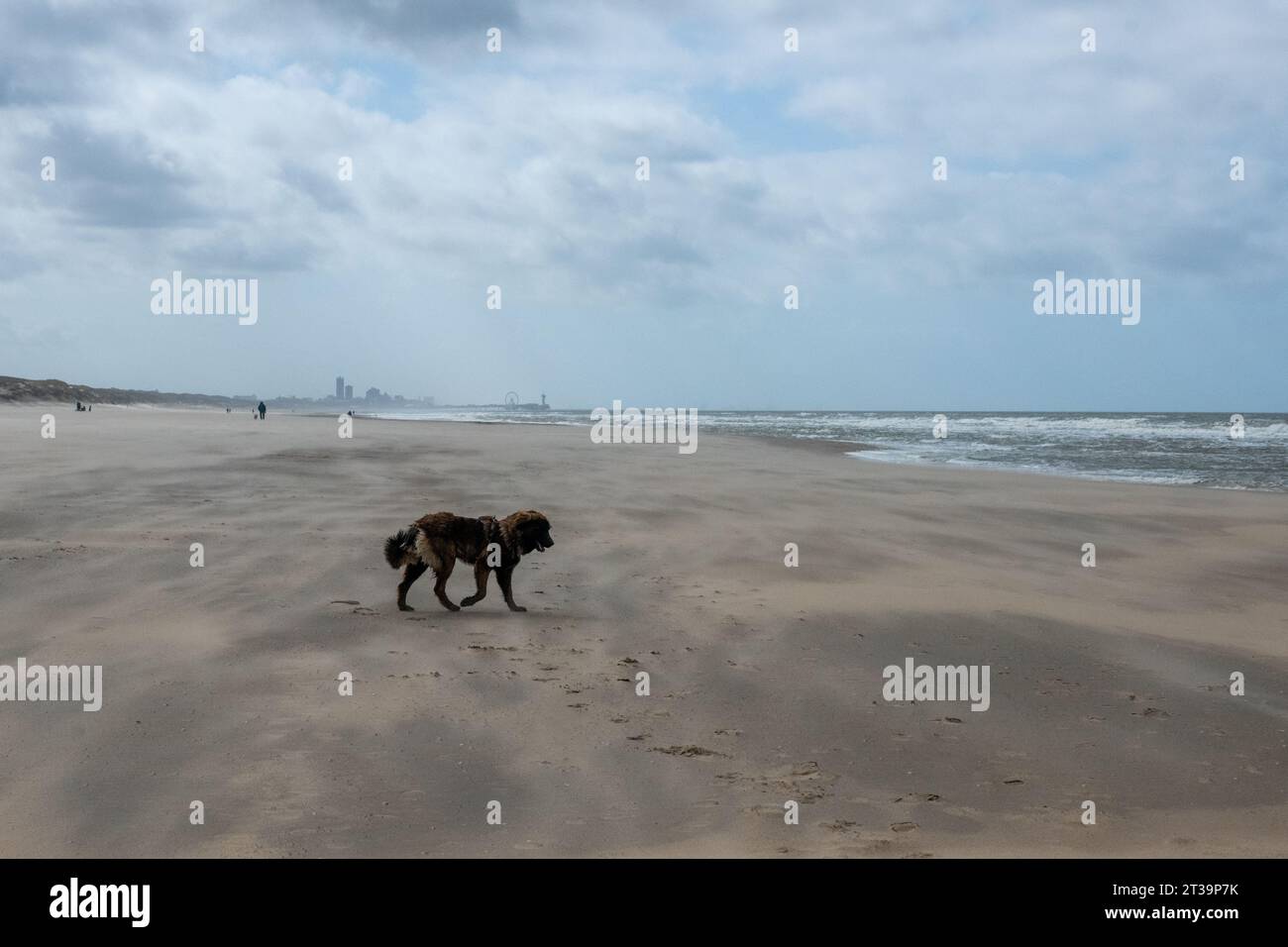 Phoebe, Leonberger Stock Photo